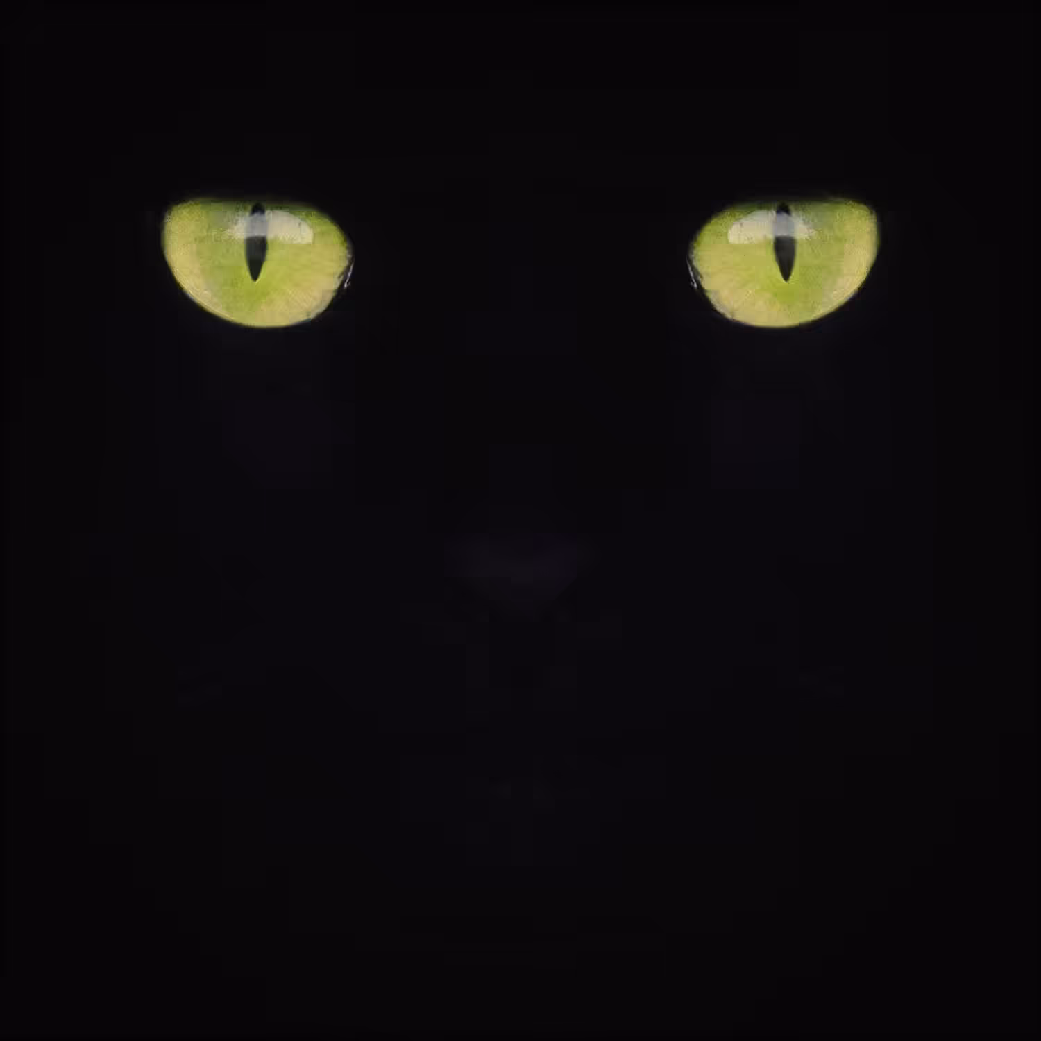 #BlackCatsMatter