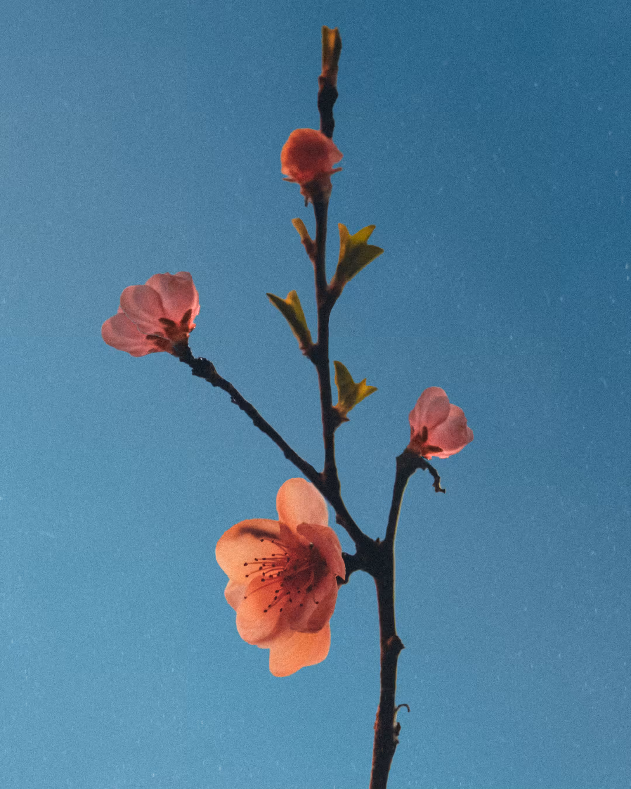 The Floret