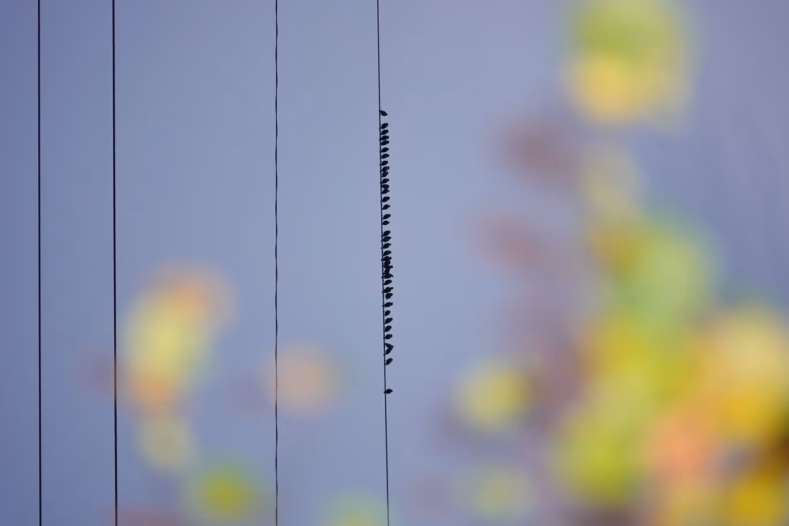 Murmurations 2