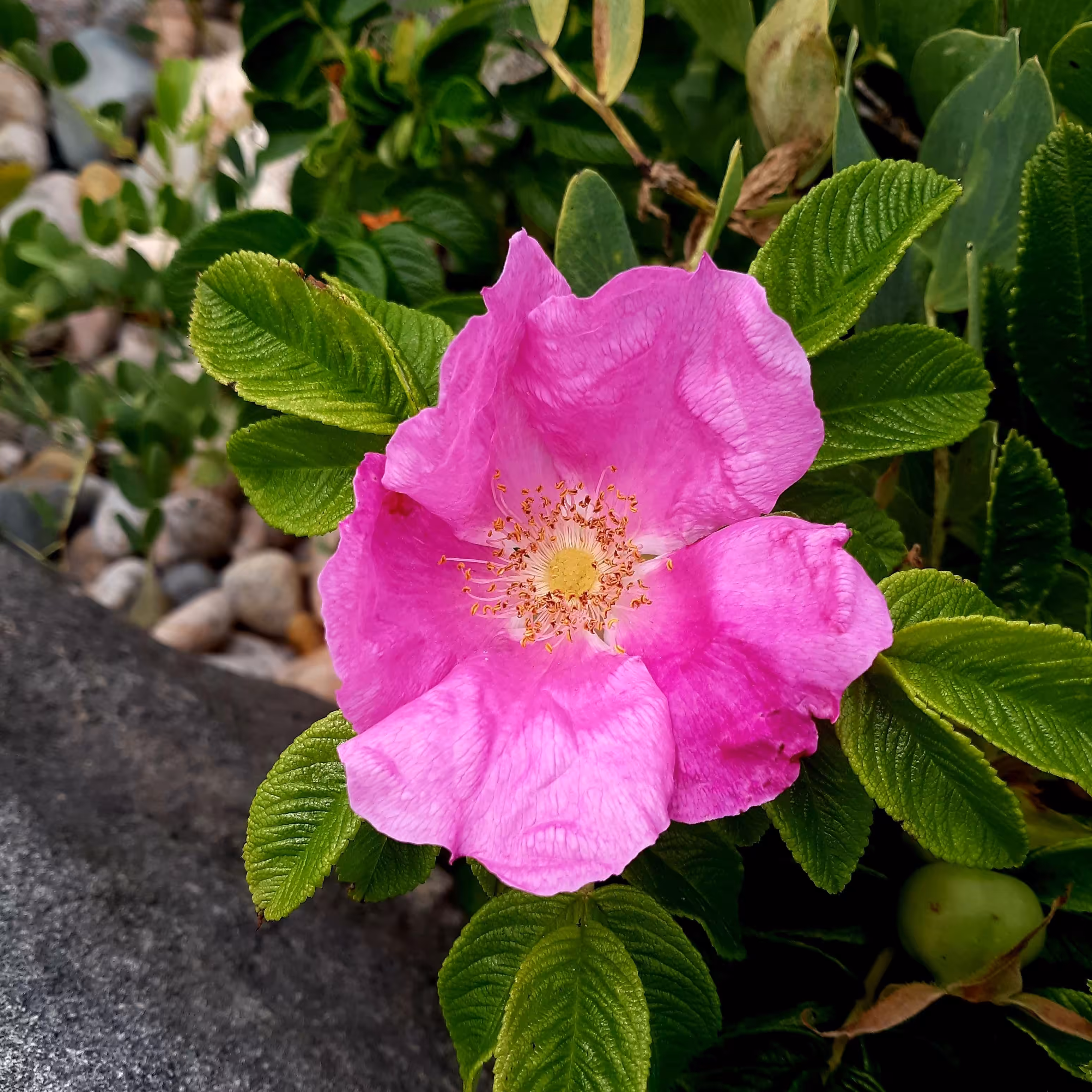 Beach Rose