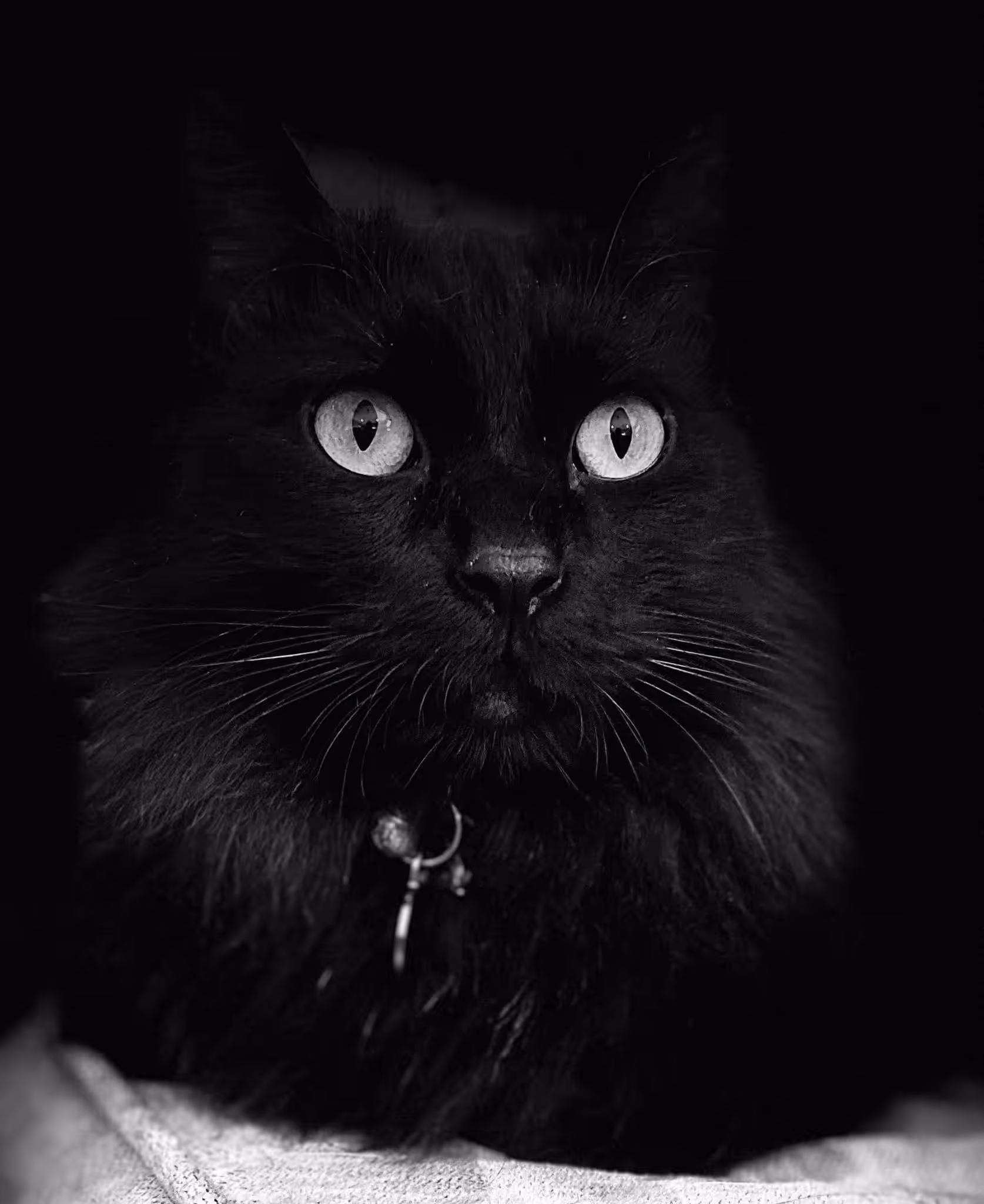 Midnight Cat