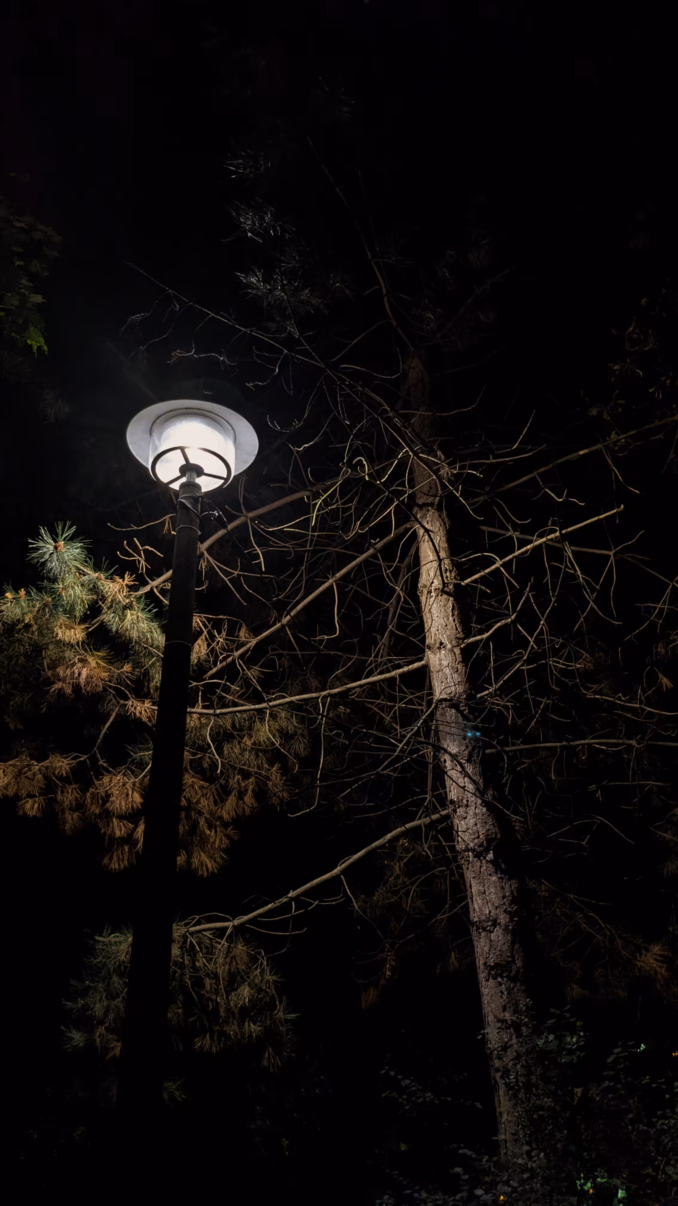 The Tree and the Lamp Post