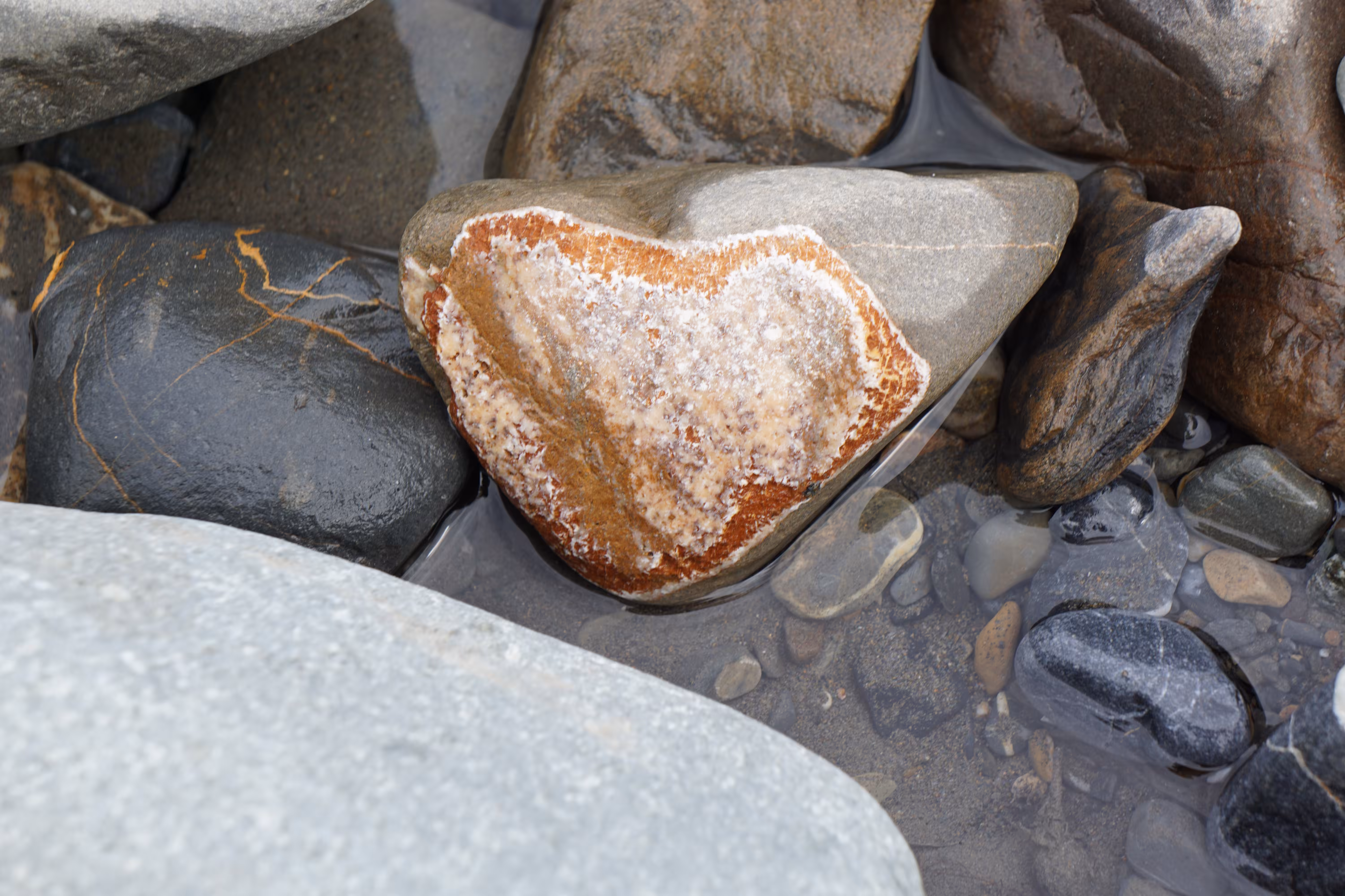 Heart