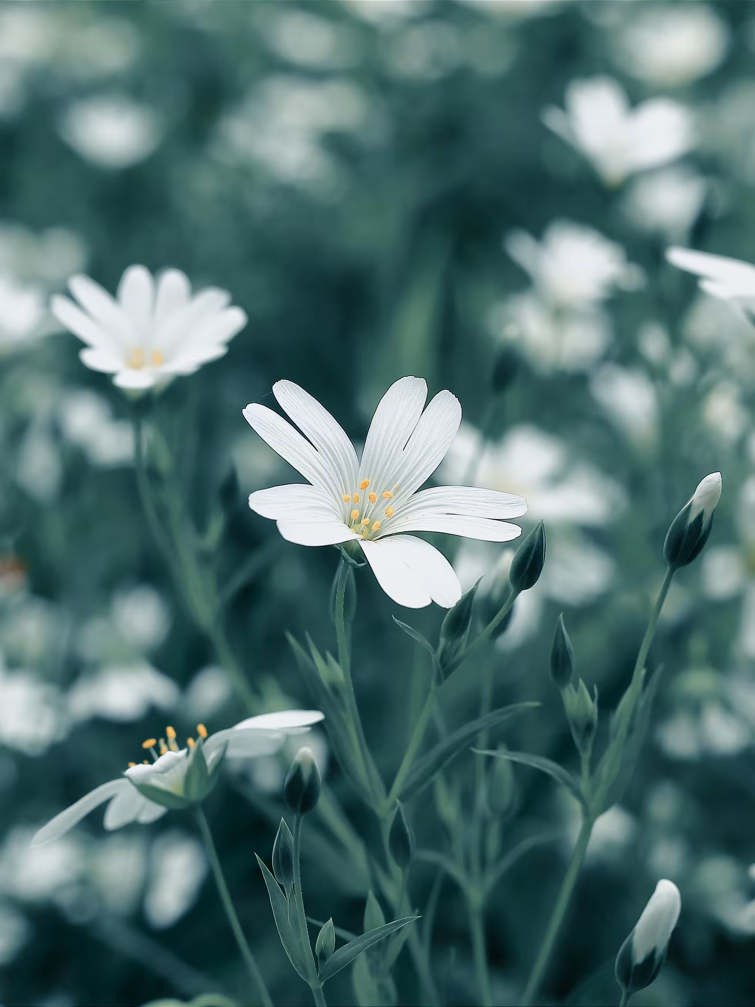 Wildflower