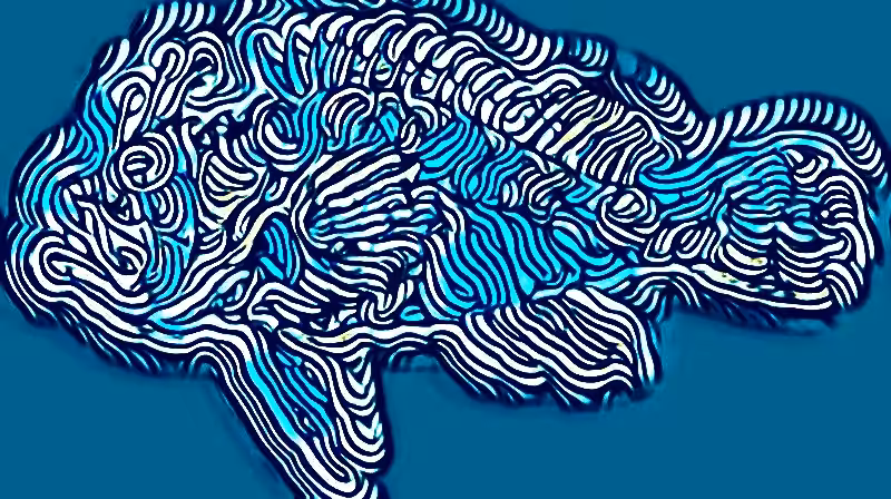 The Stone Fish