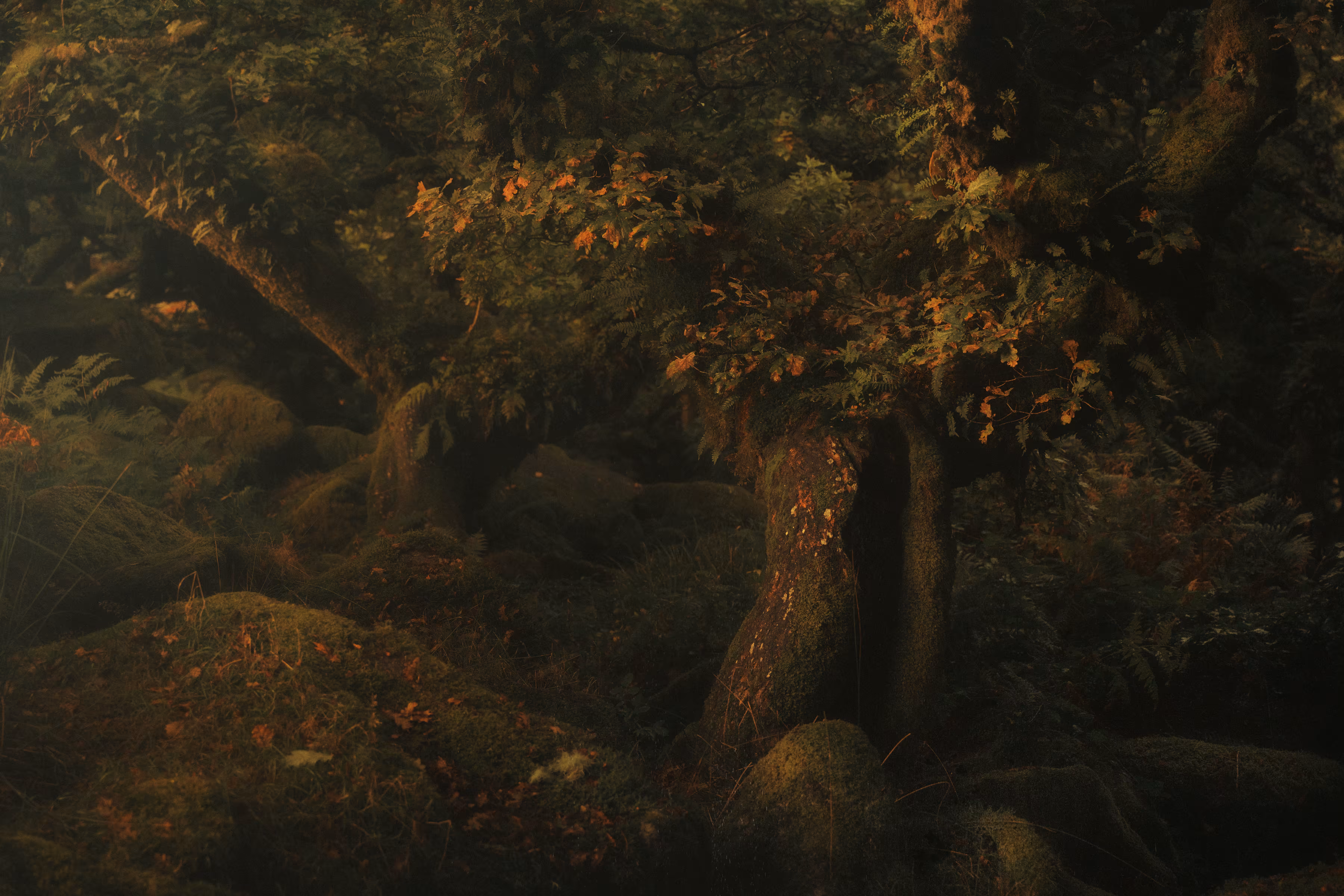 MYSTICAL LXXVIII (DREAMS)