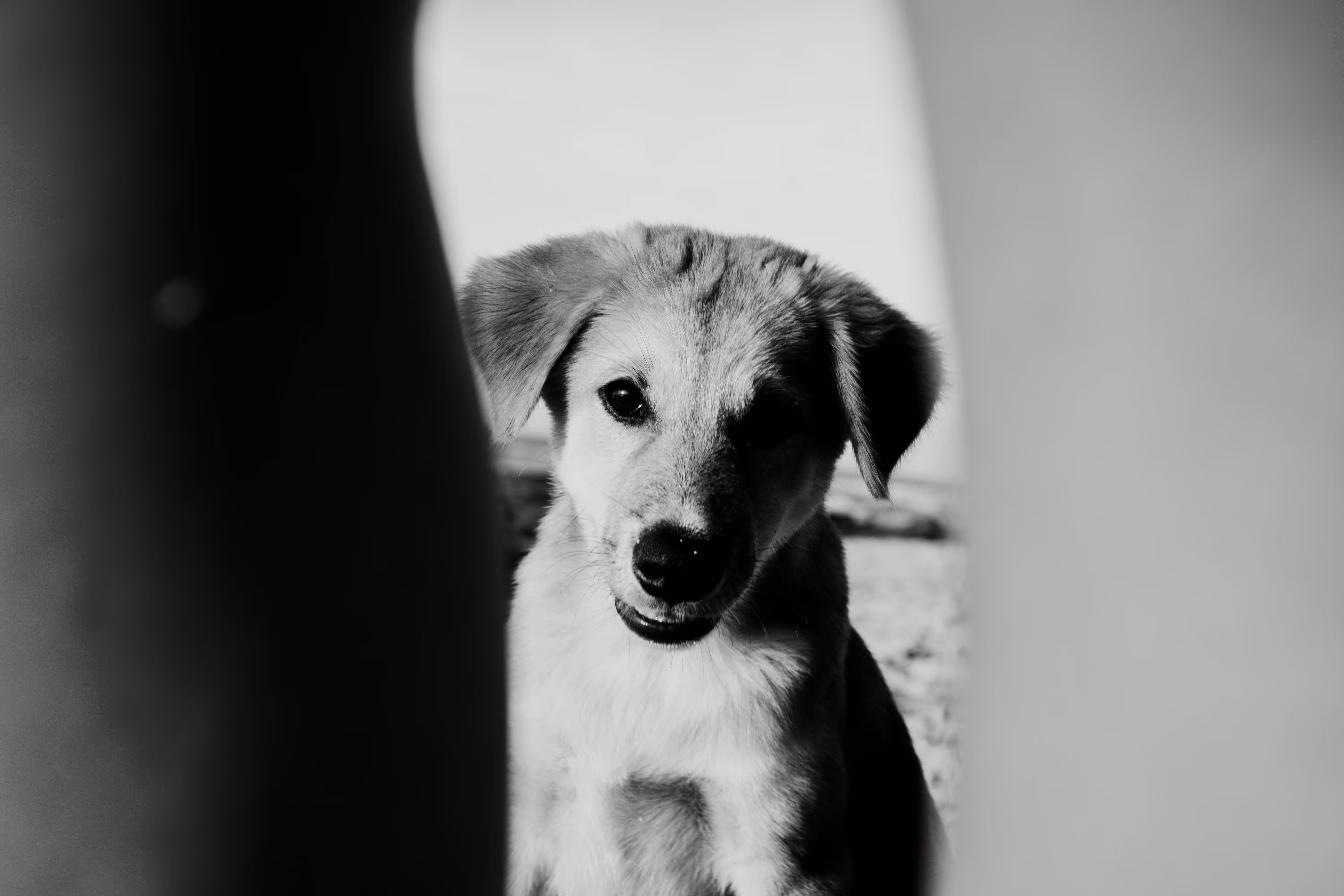 Puppy #10