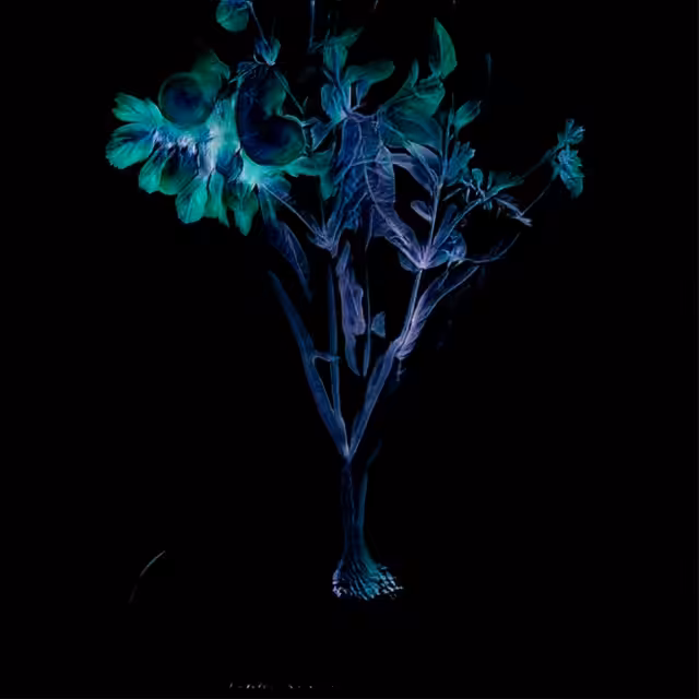 Floral Shift - Solanaceae extra