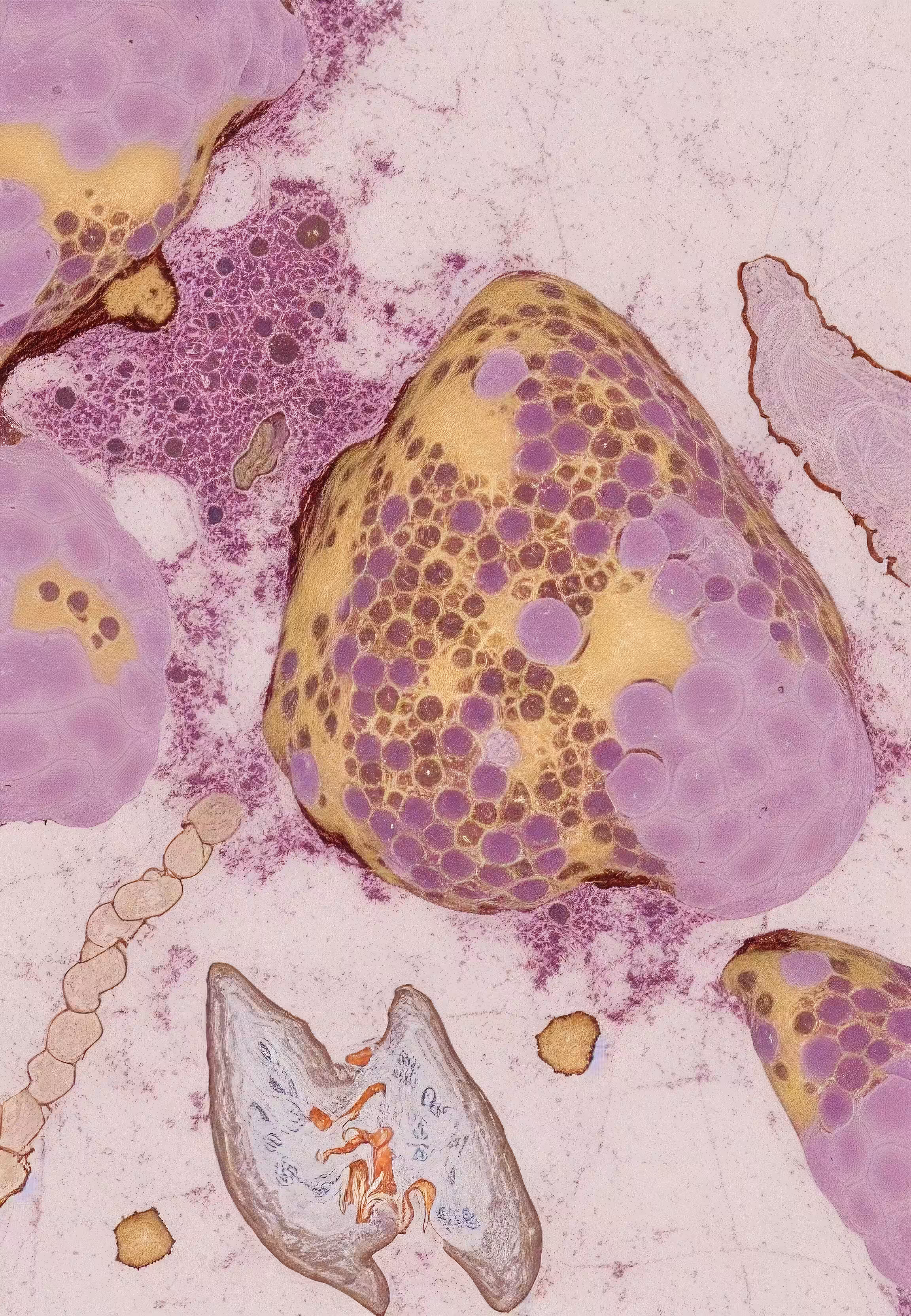 Histologia In Silico #101