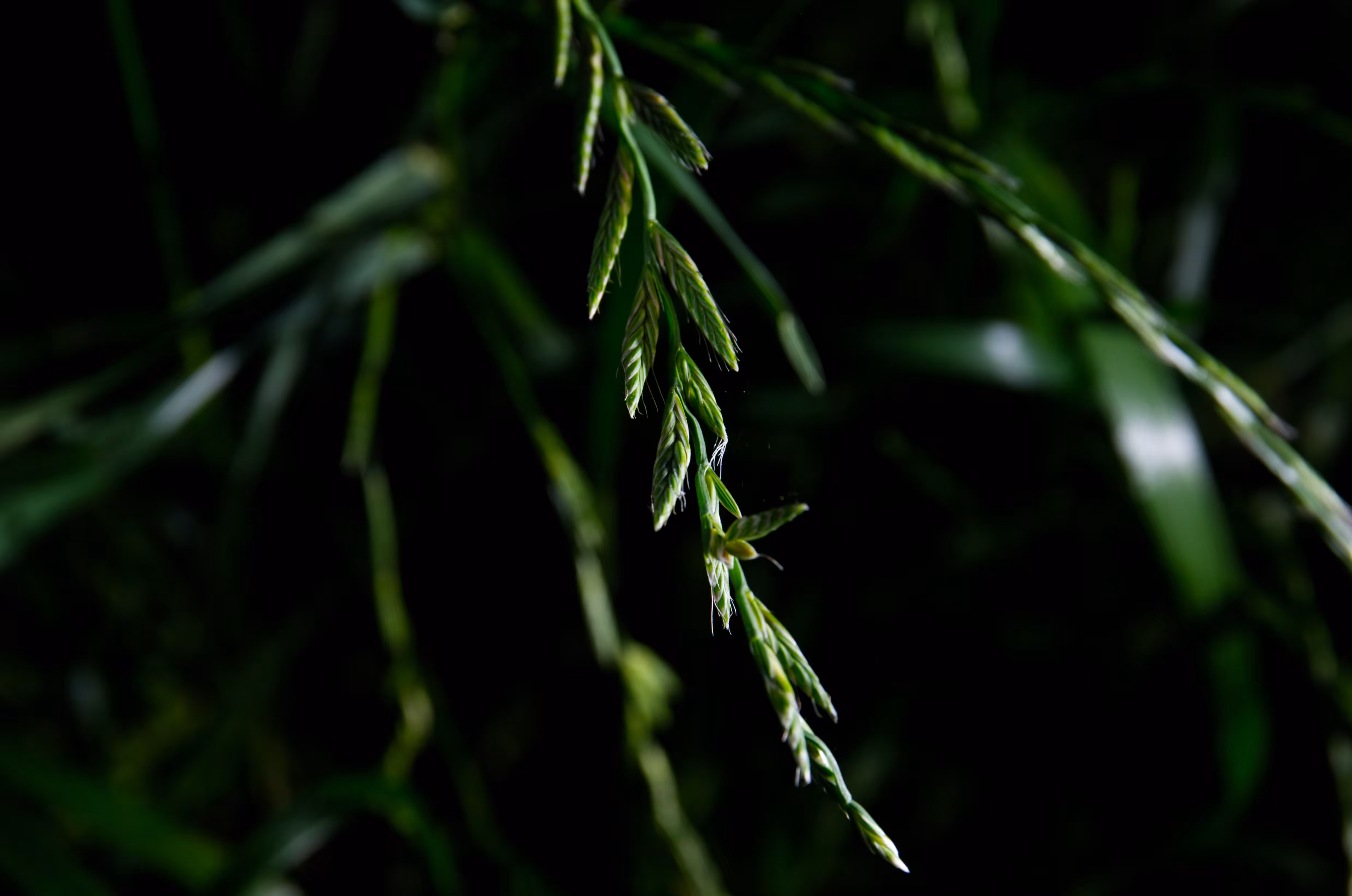 Heaven Series: Light Alchemy D7000 - Color Edition