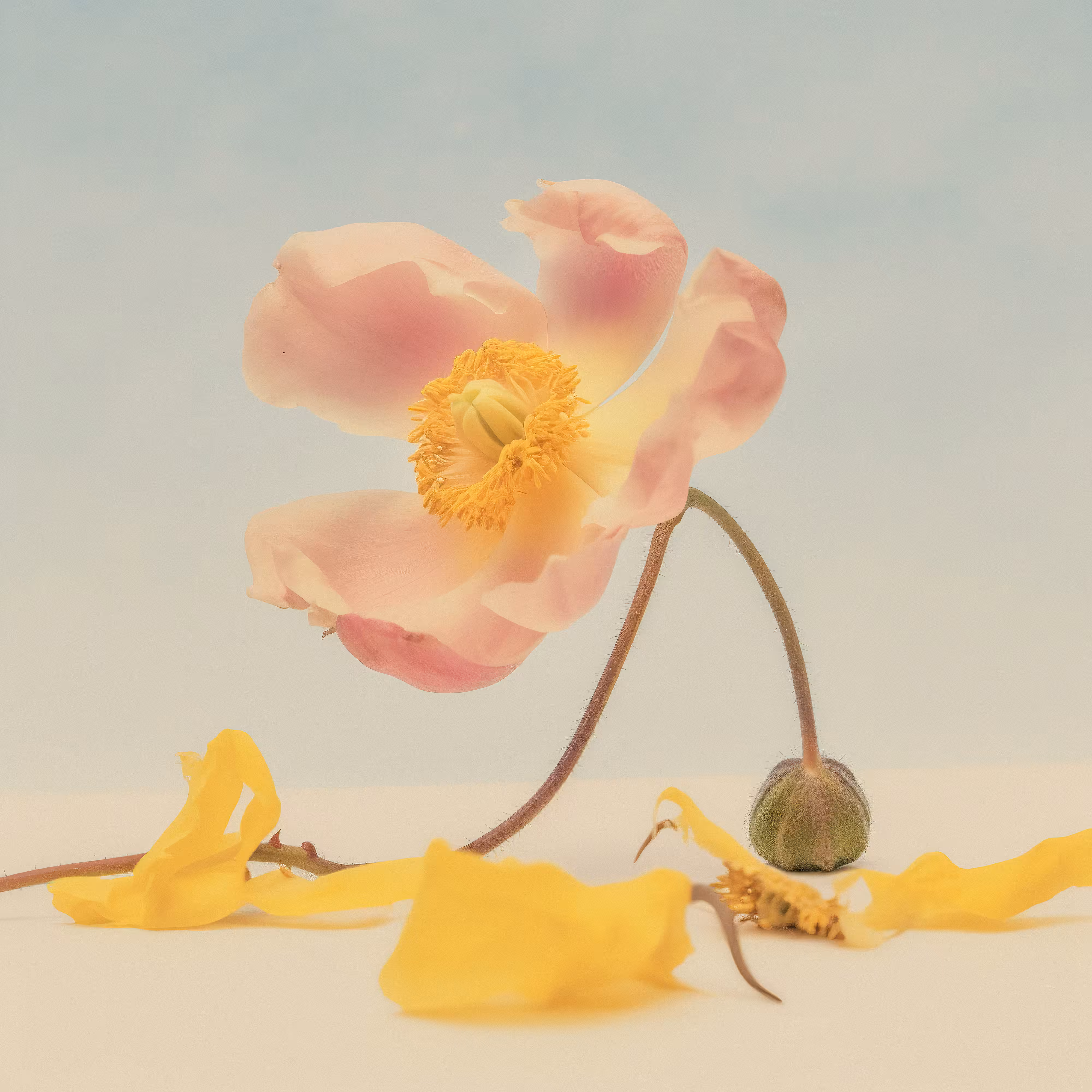 Anemone Anew