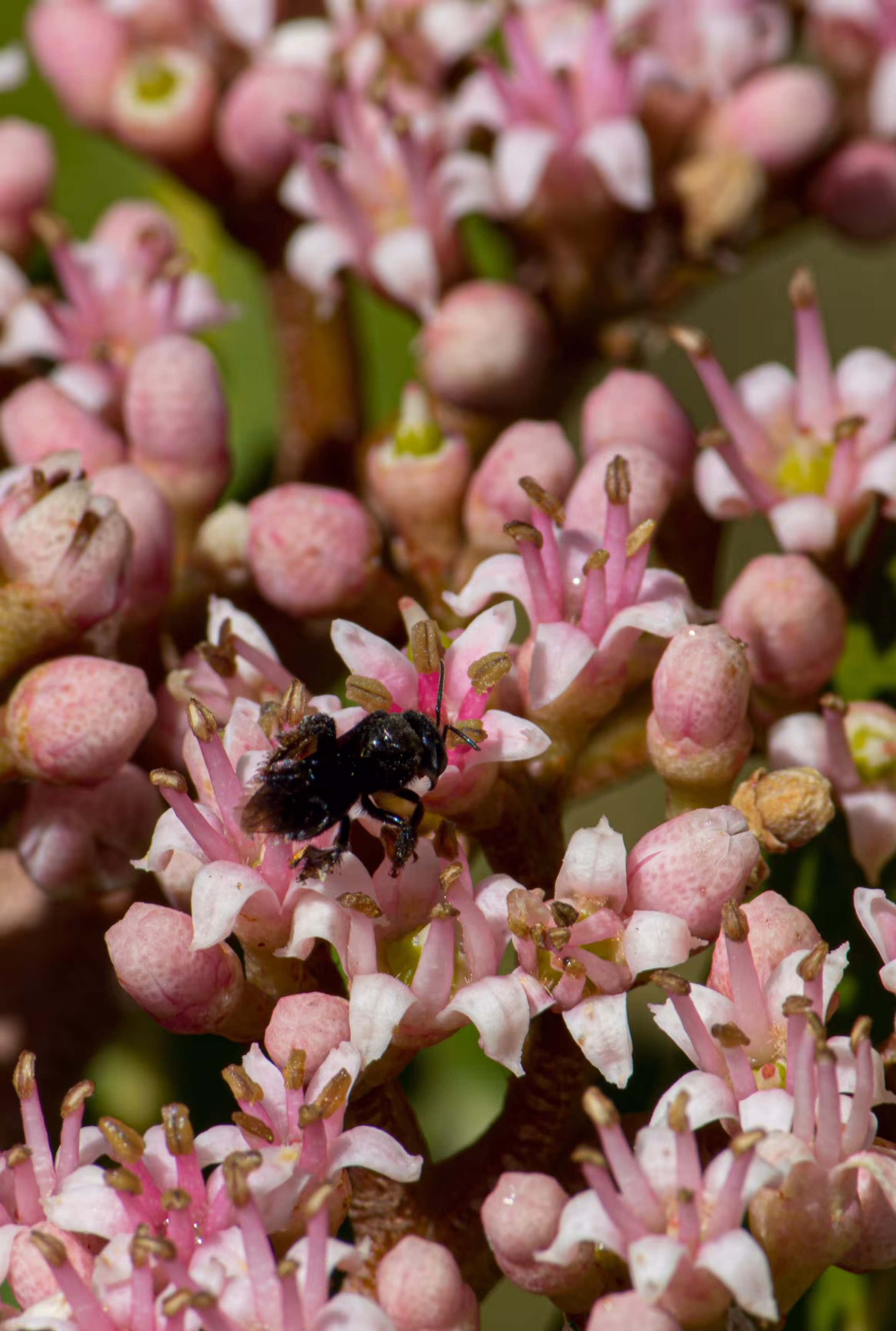 Arapuã Bee