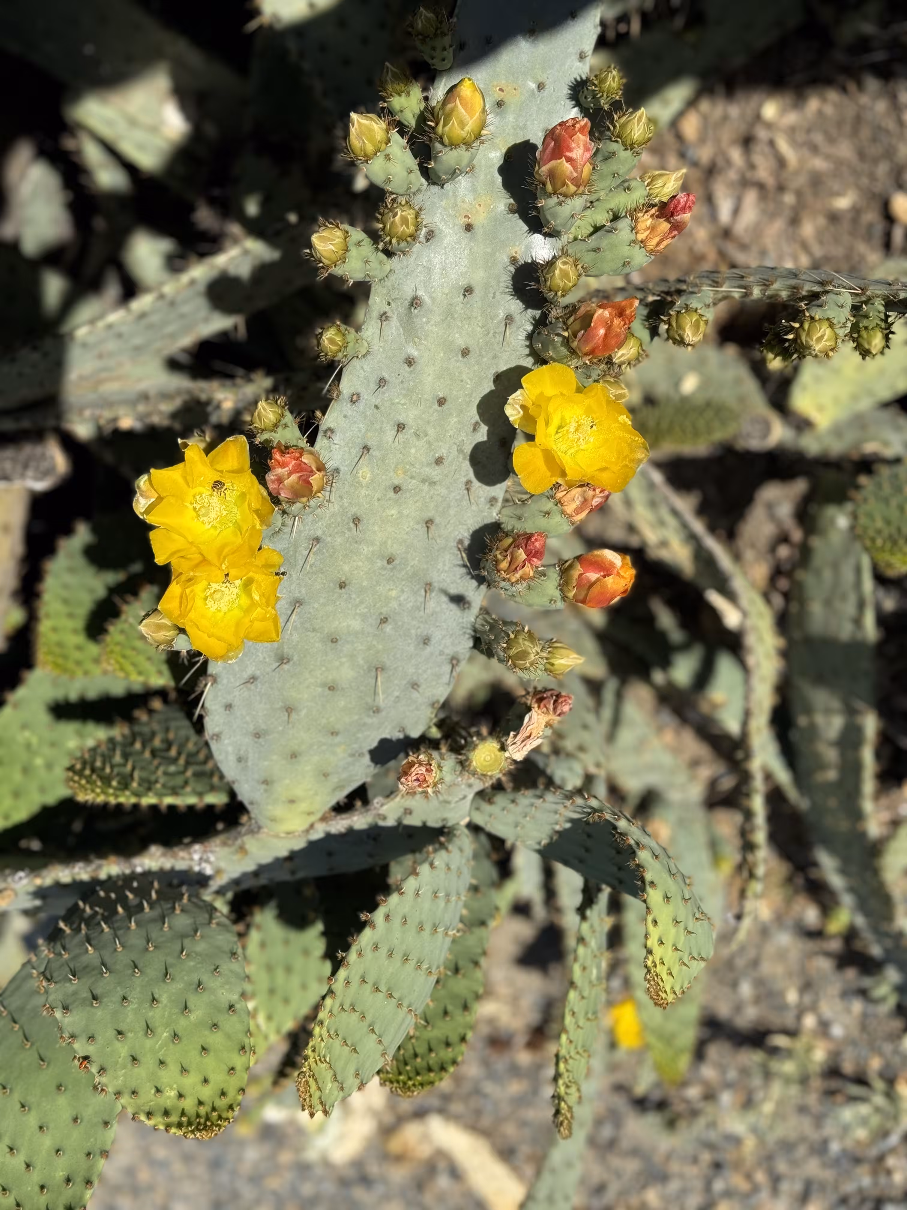Cactus Blooms 4