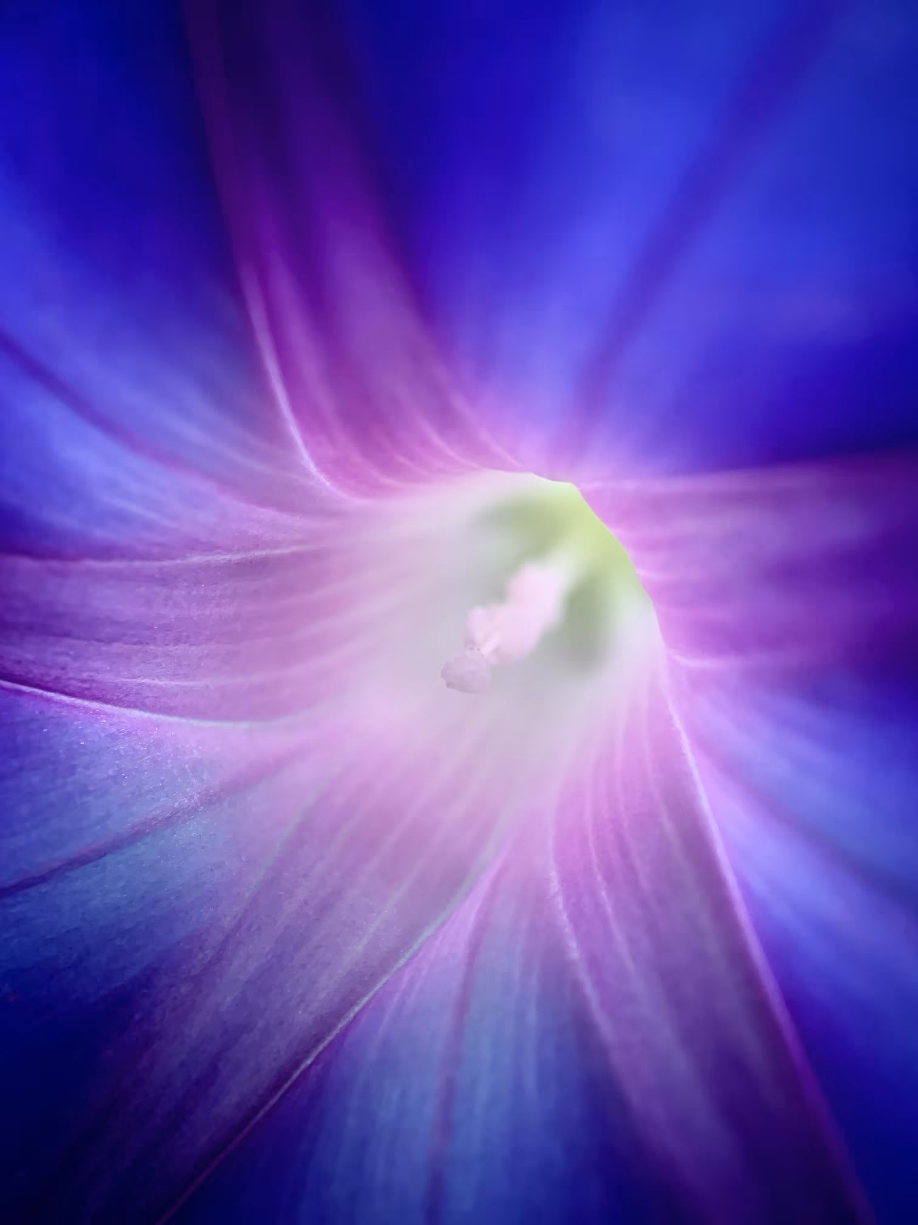 Macro Garden Series Vol. I - Uncertainty