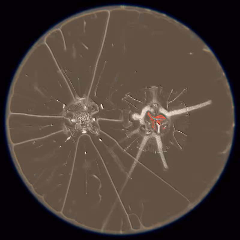 Ethereal Microcosm #125