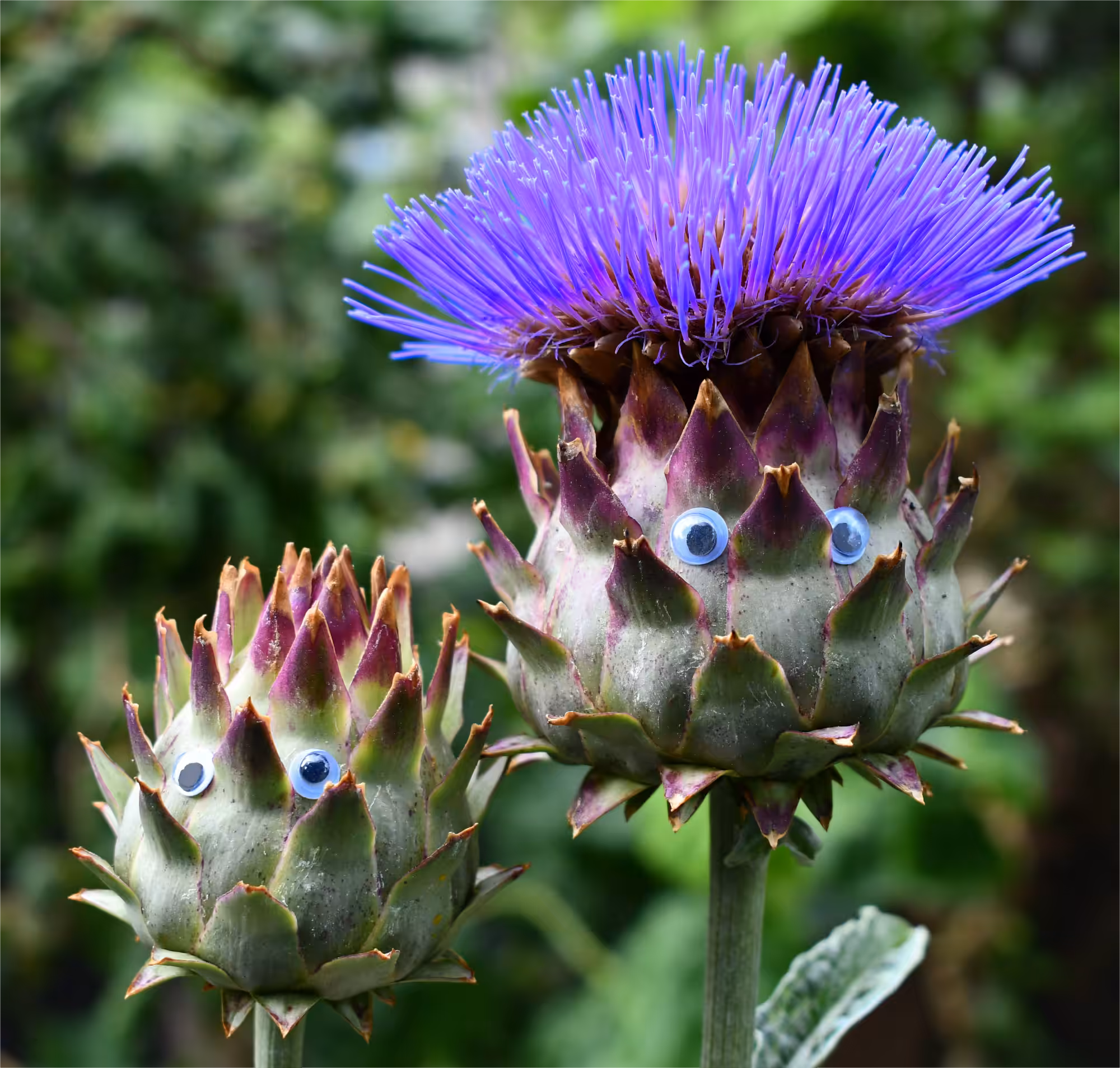 Googly Eyes 013: Thistle Fam