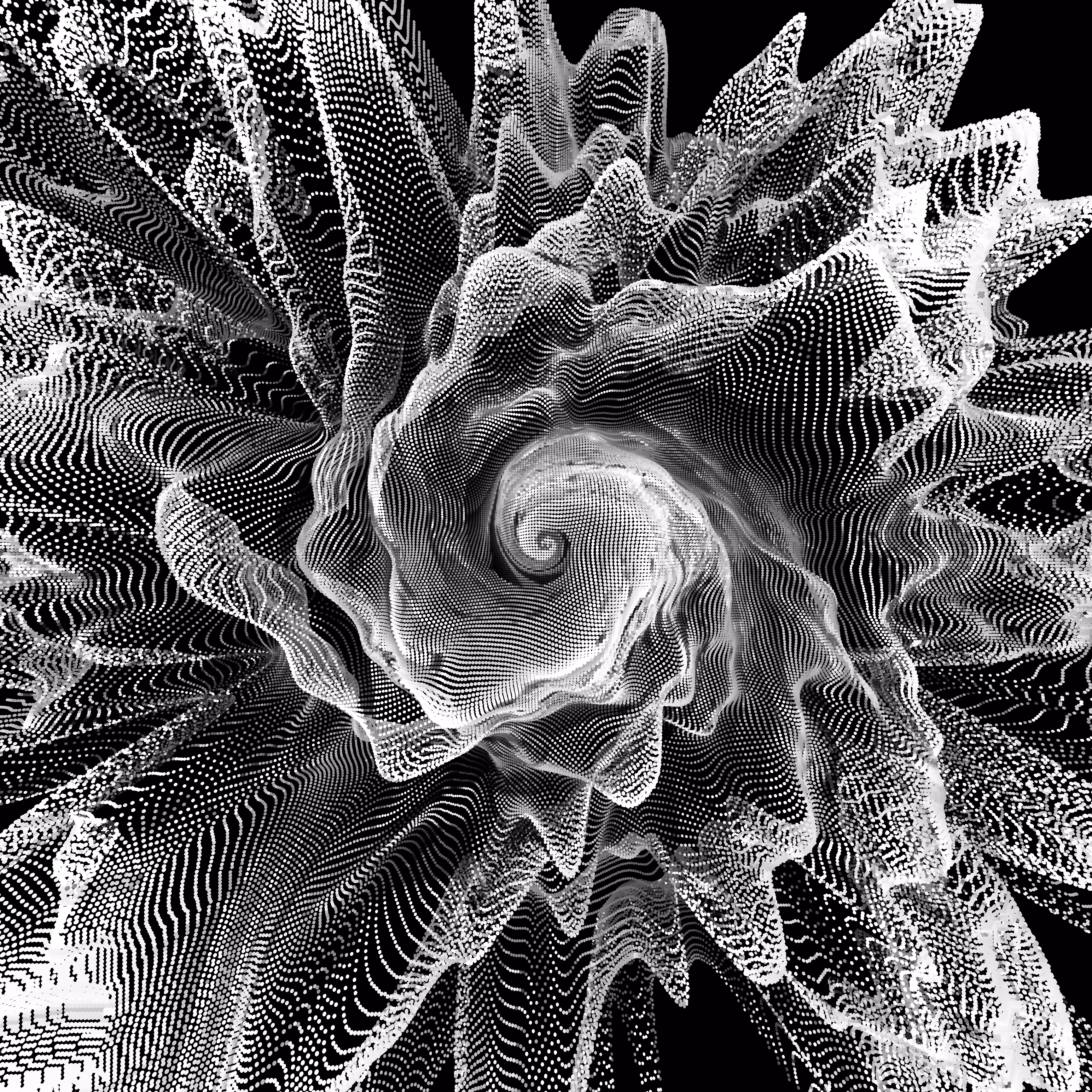 hurricane petals