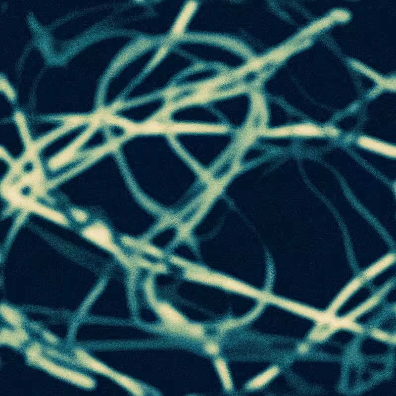 Rhizome #9