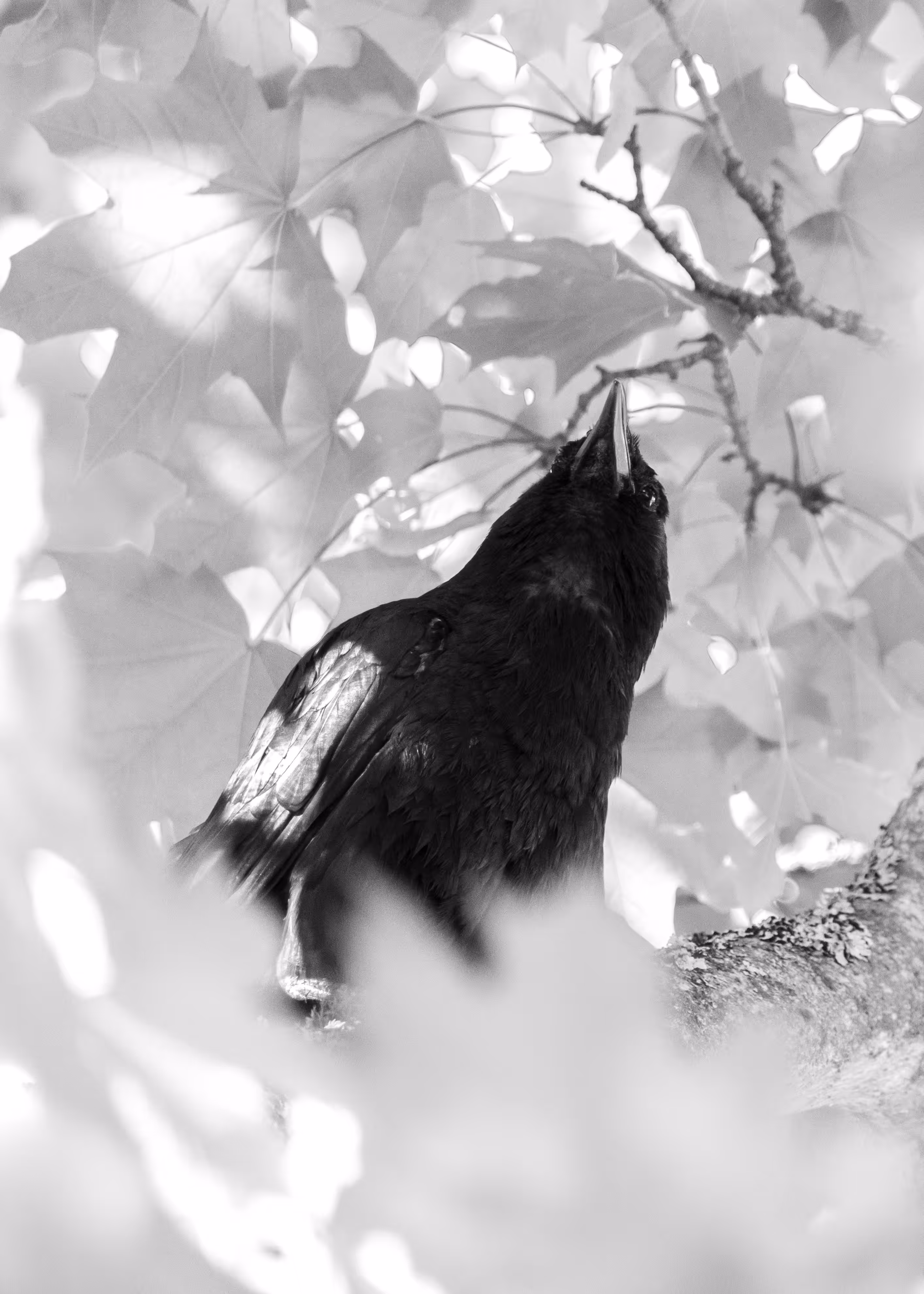 City Of Crows #22