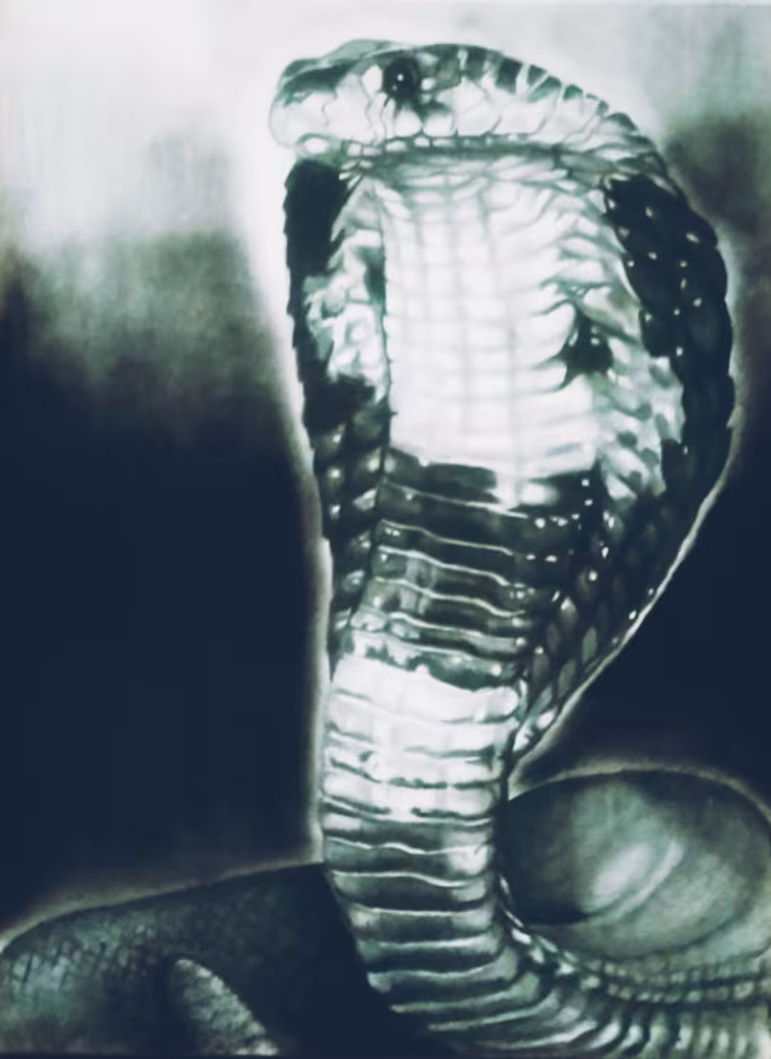 Cobra 