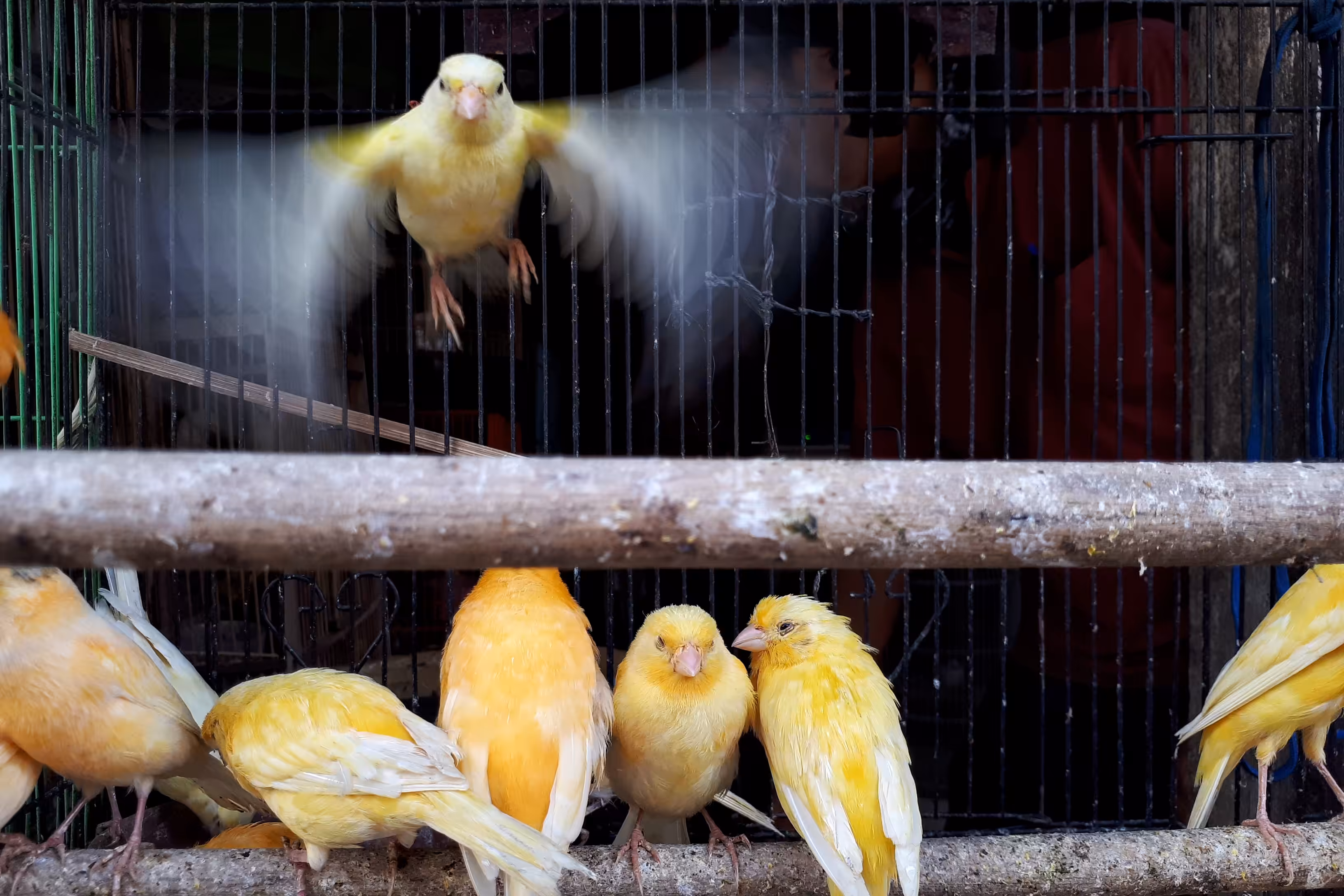 yellow bird