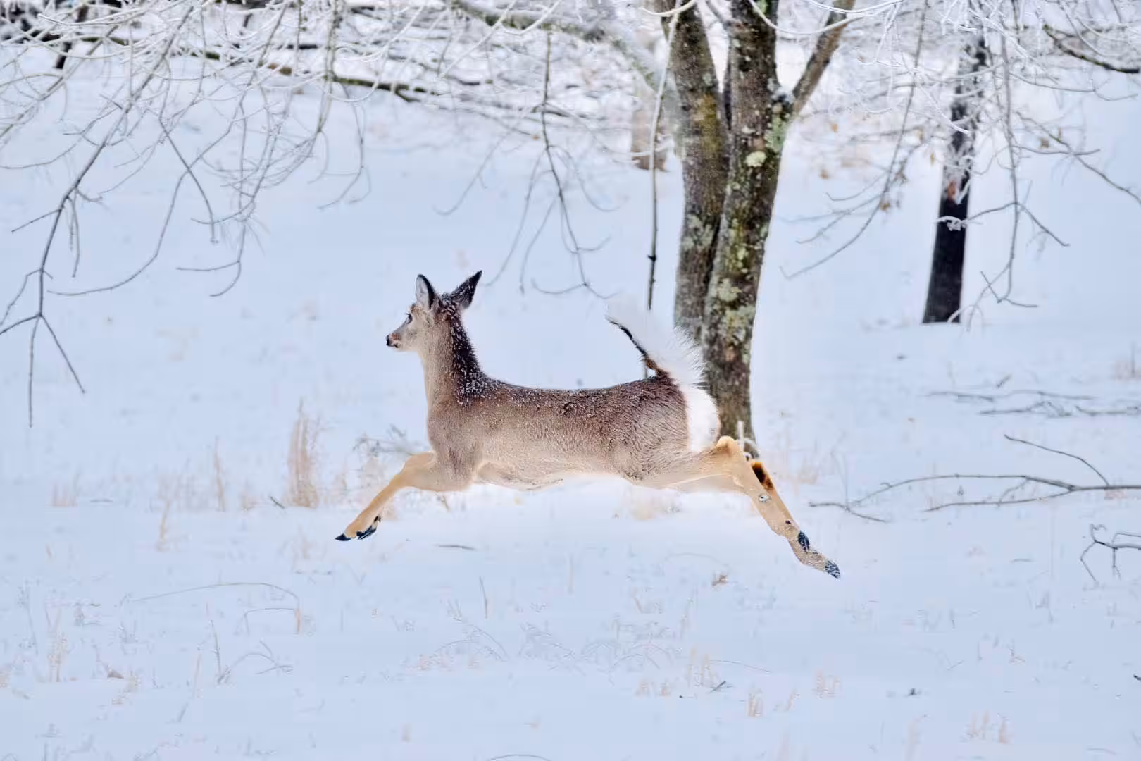 Graceful Dear