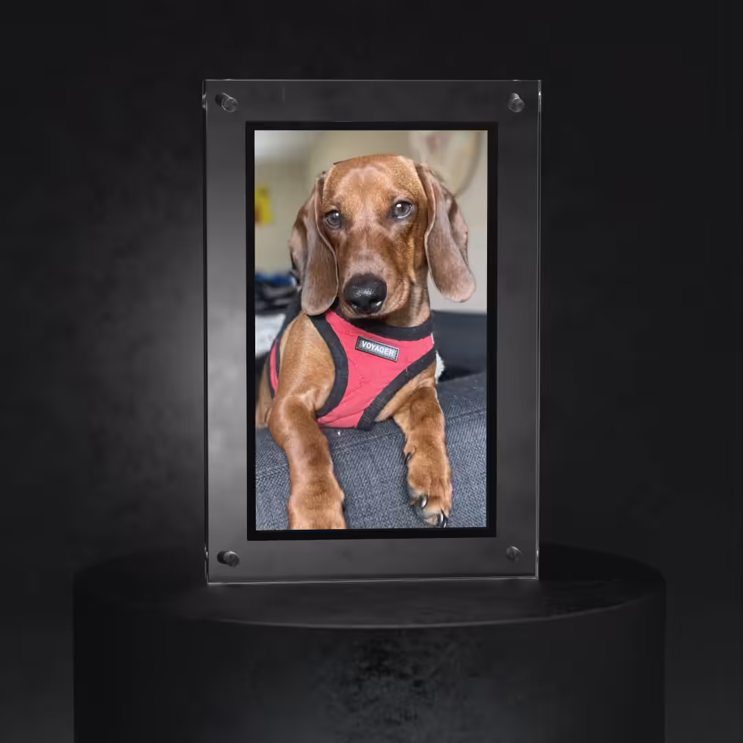 Larry the Dachshund