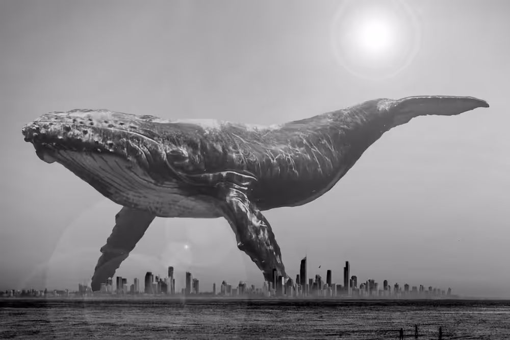 Super Mega Whale of City