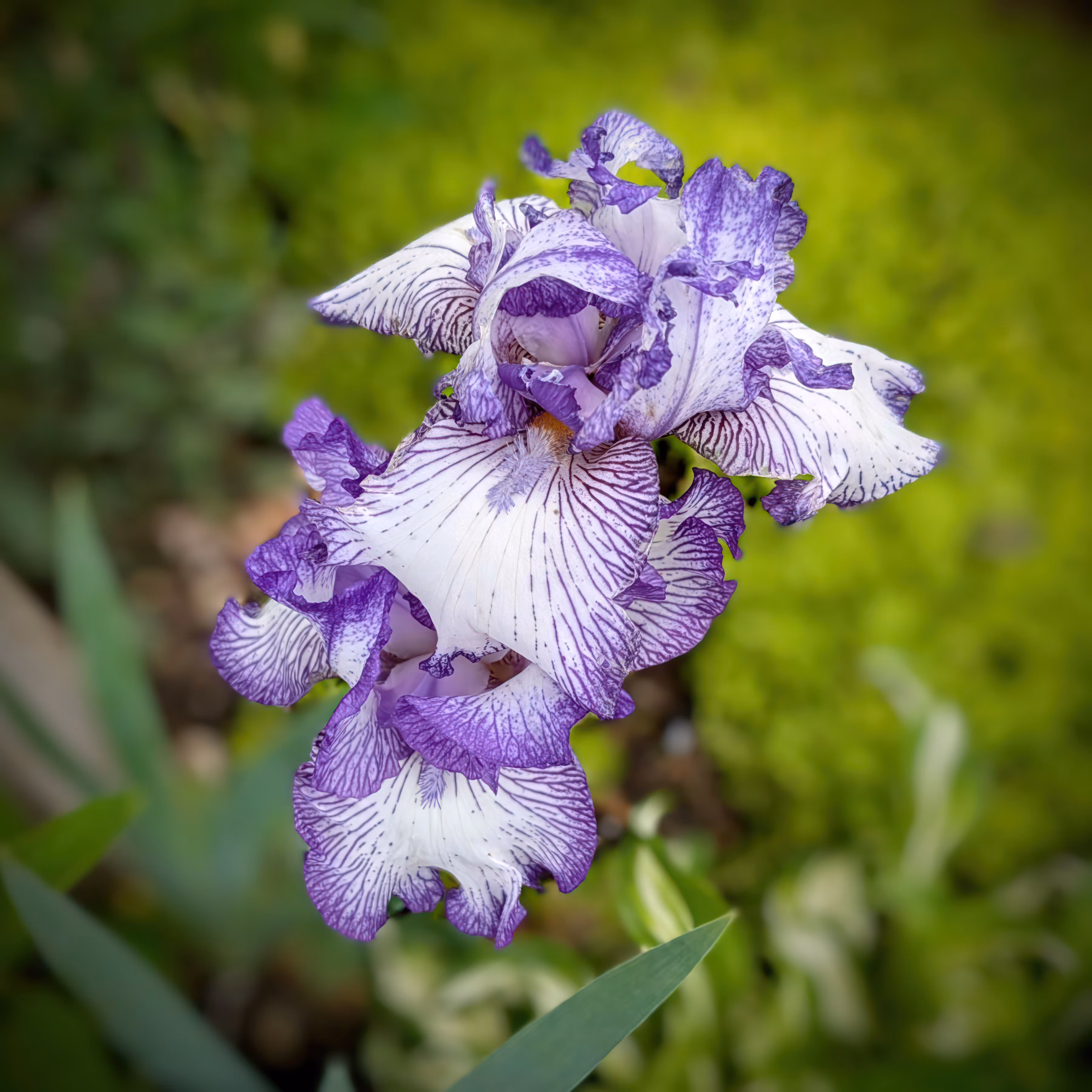 Beauty Innately: Purple Brilliance