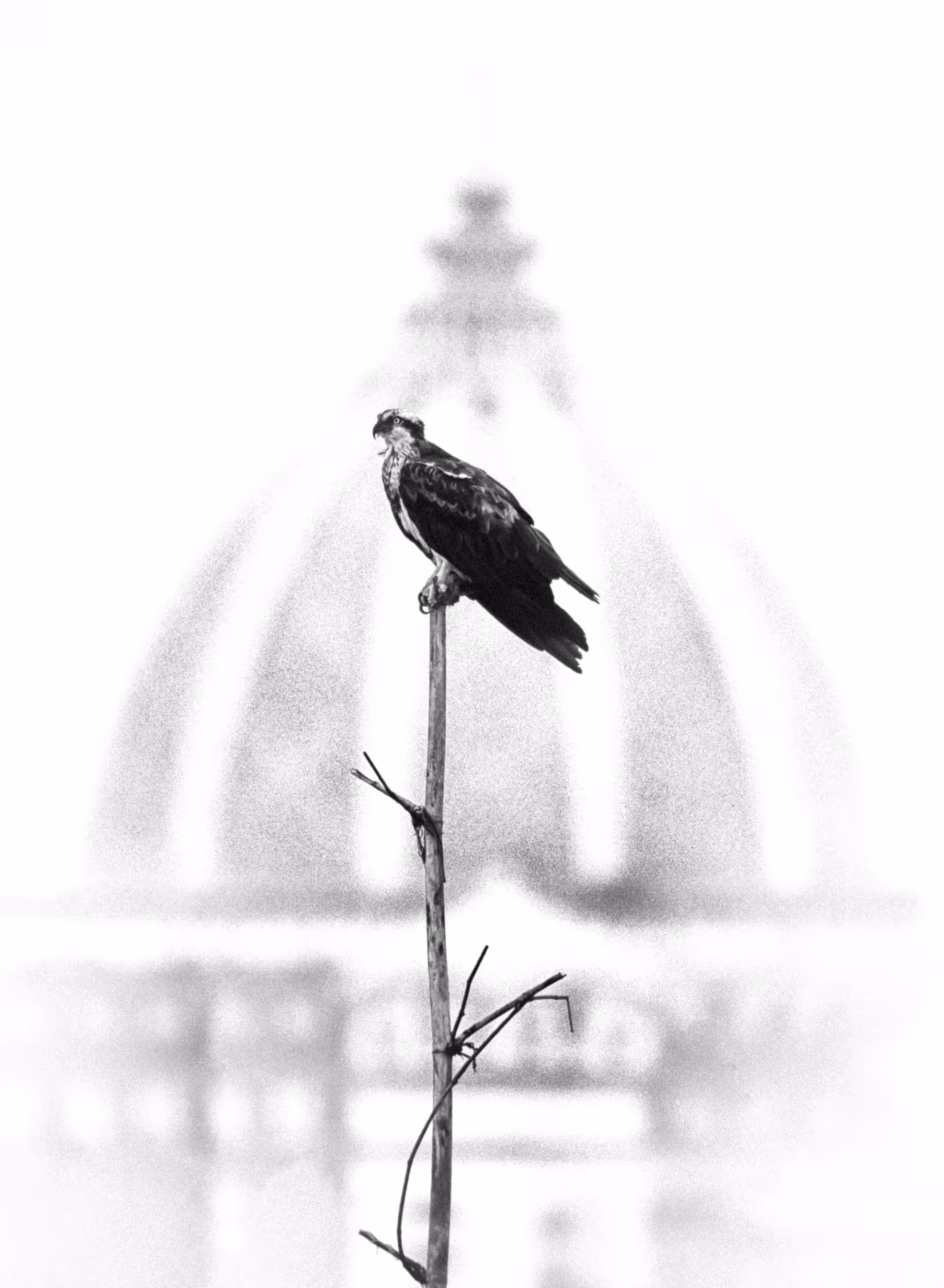 Osprey 