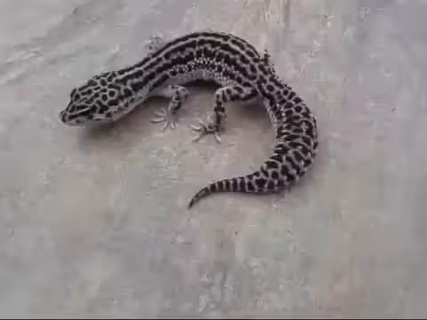 Song A Day: Oh, Little Gecko