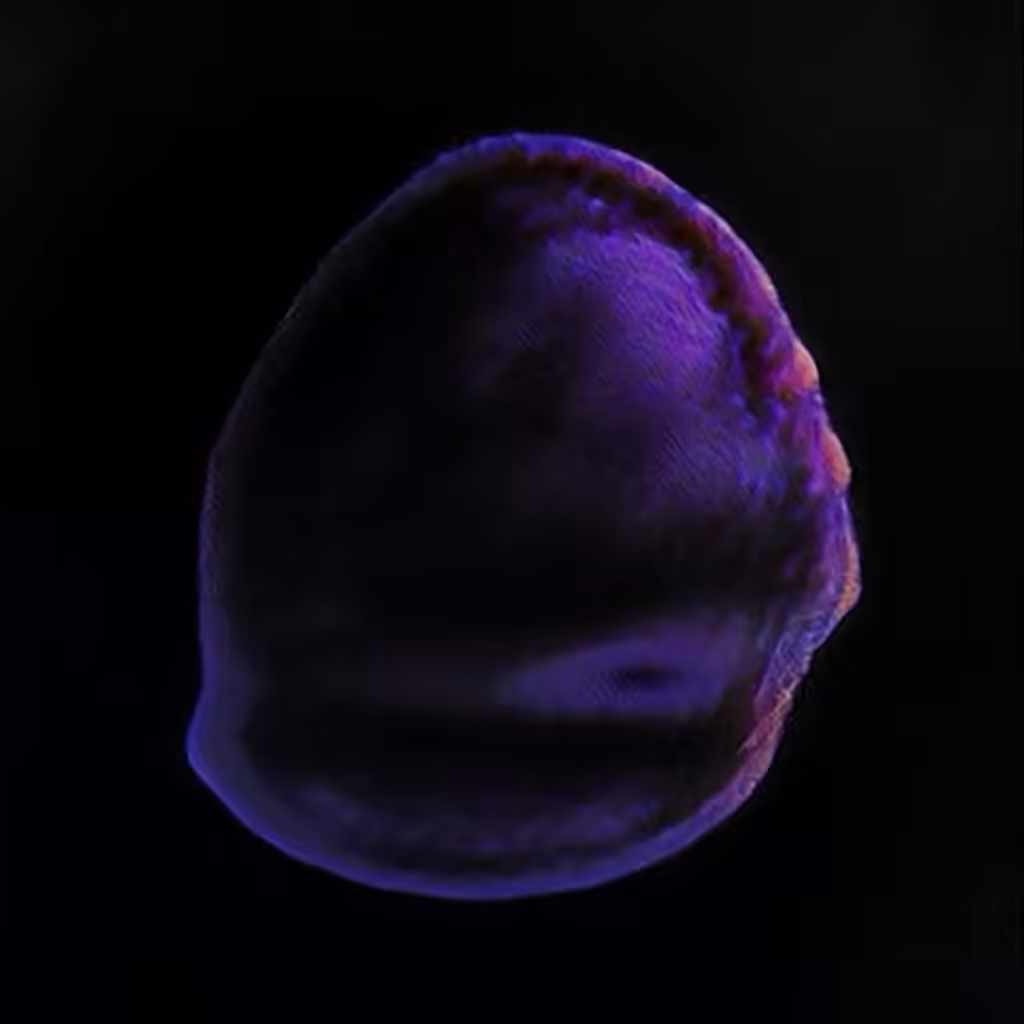 The embryo of the sphere. V001