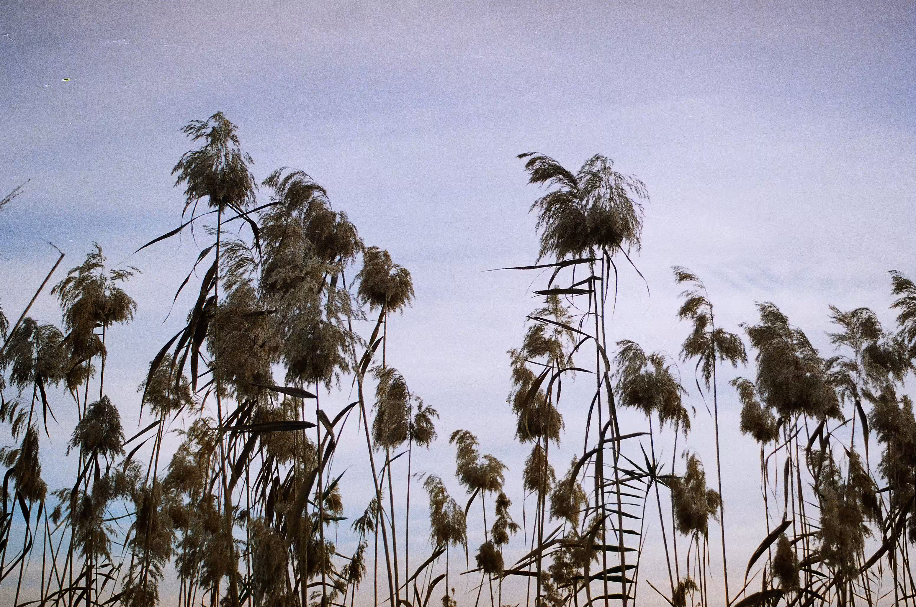 Hollow reed