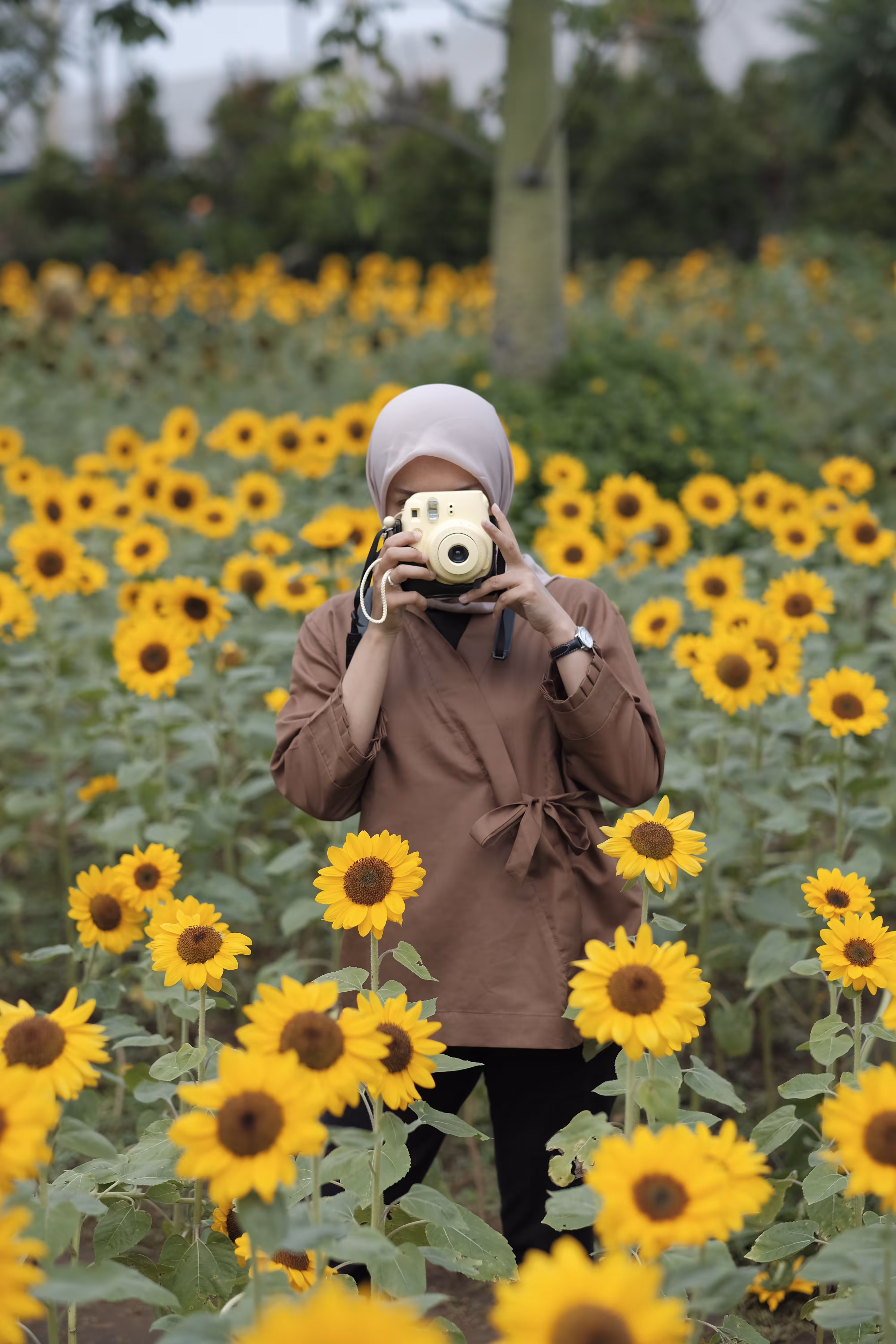 Sunflowers - 2018
