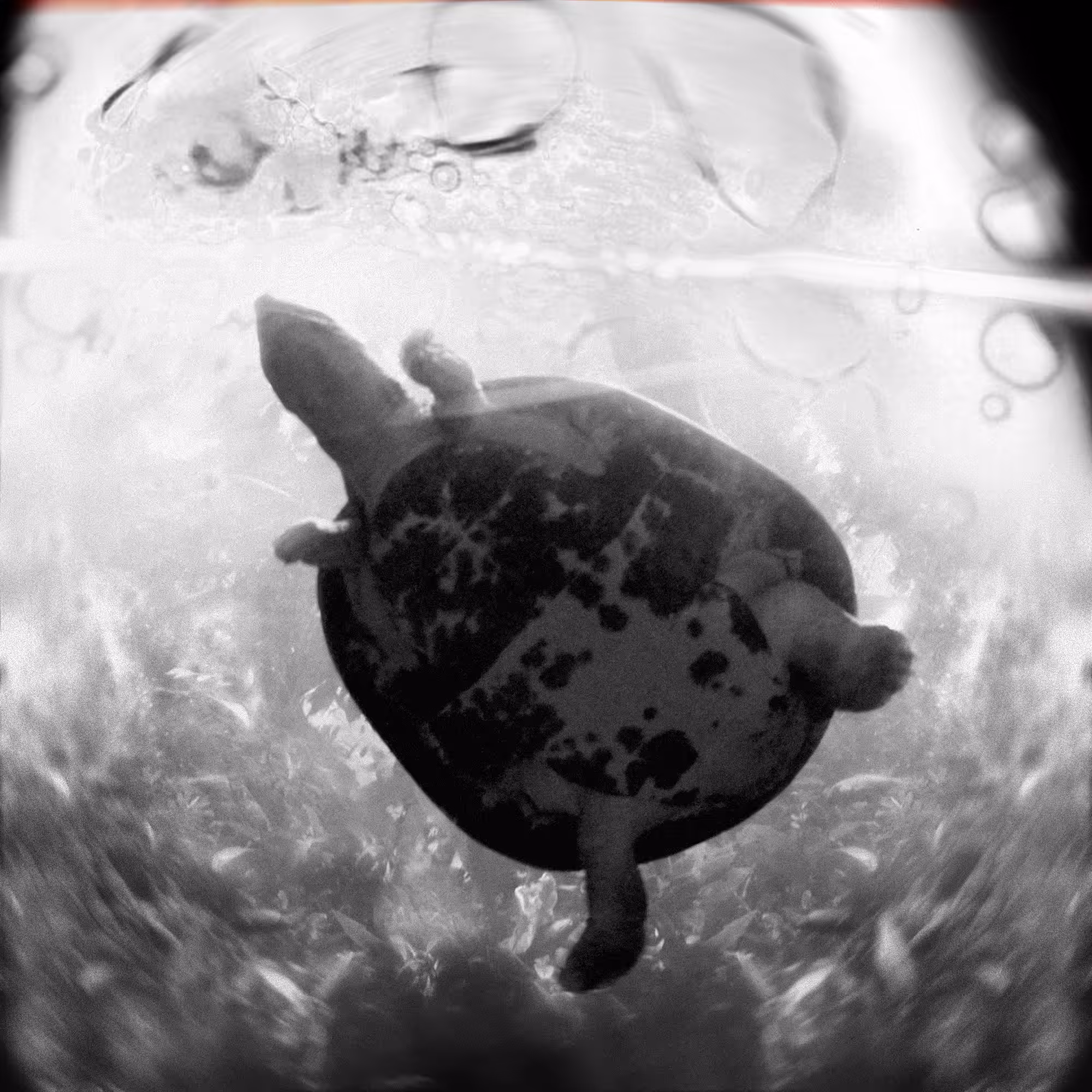 Turtle