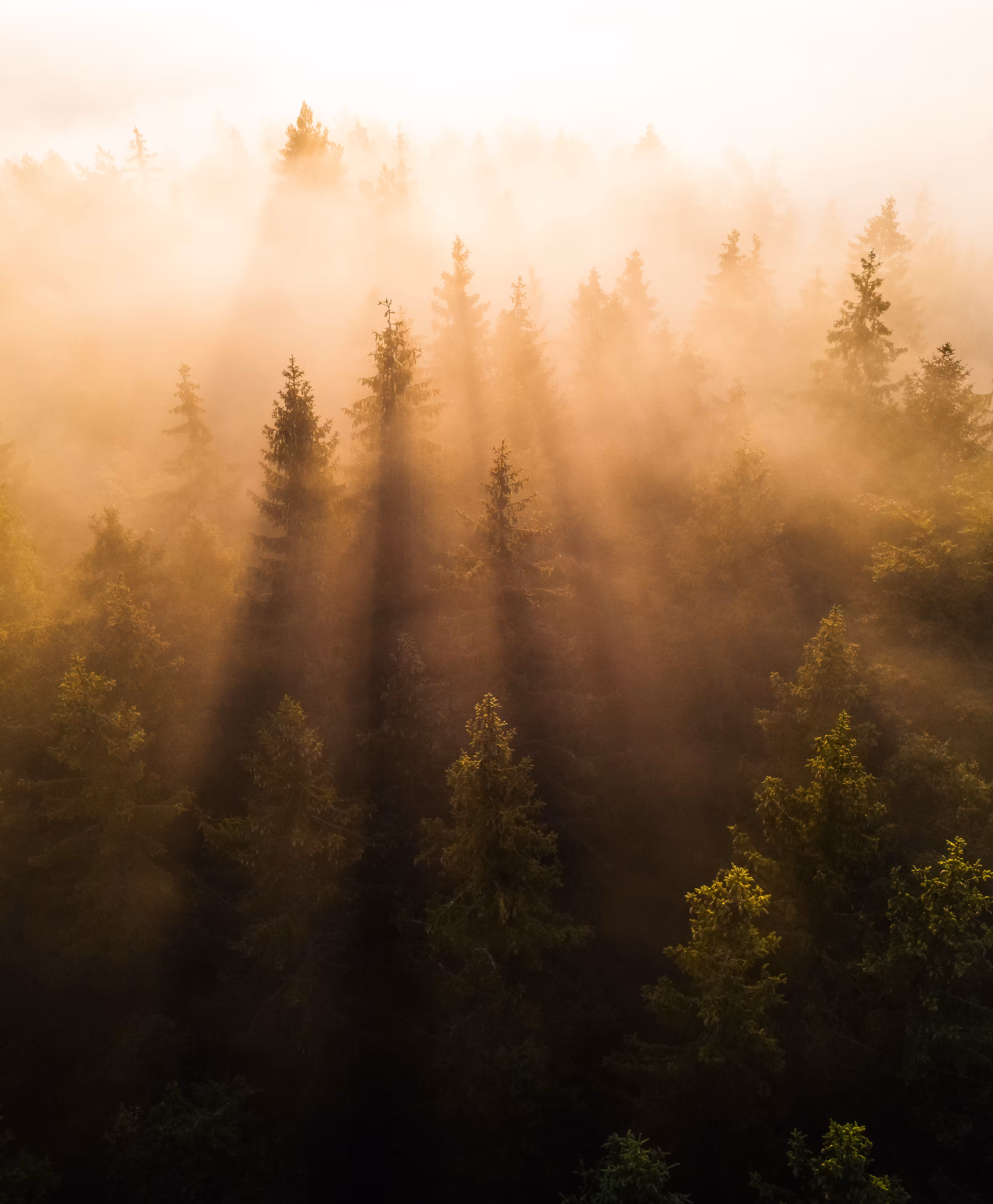 The Golden Forest