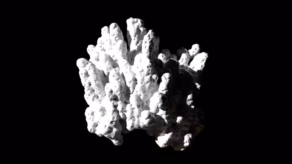 Coral Generation