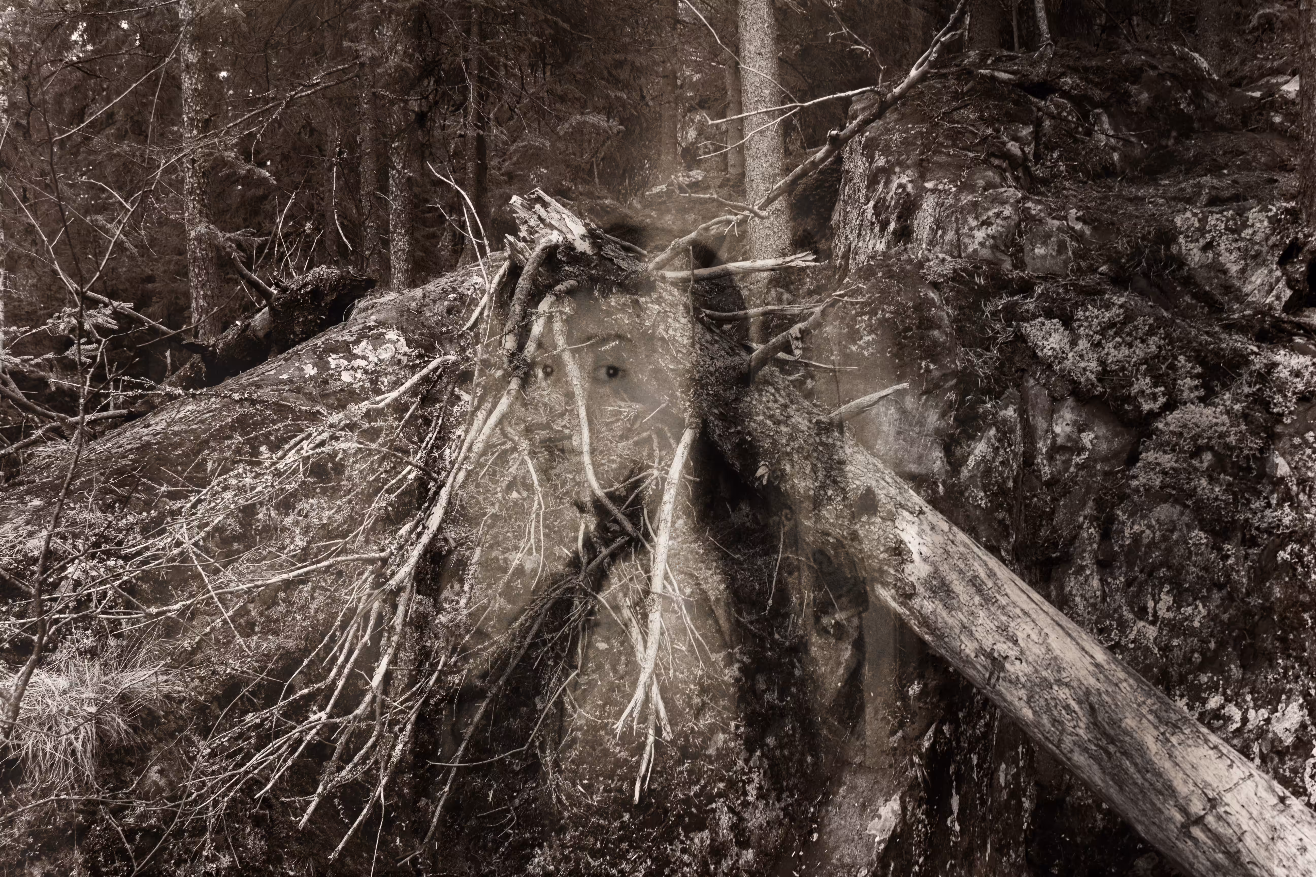 Roots