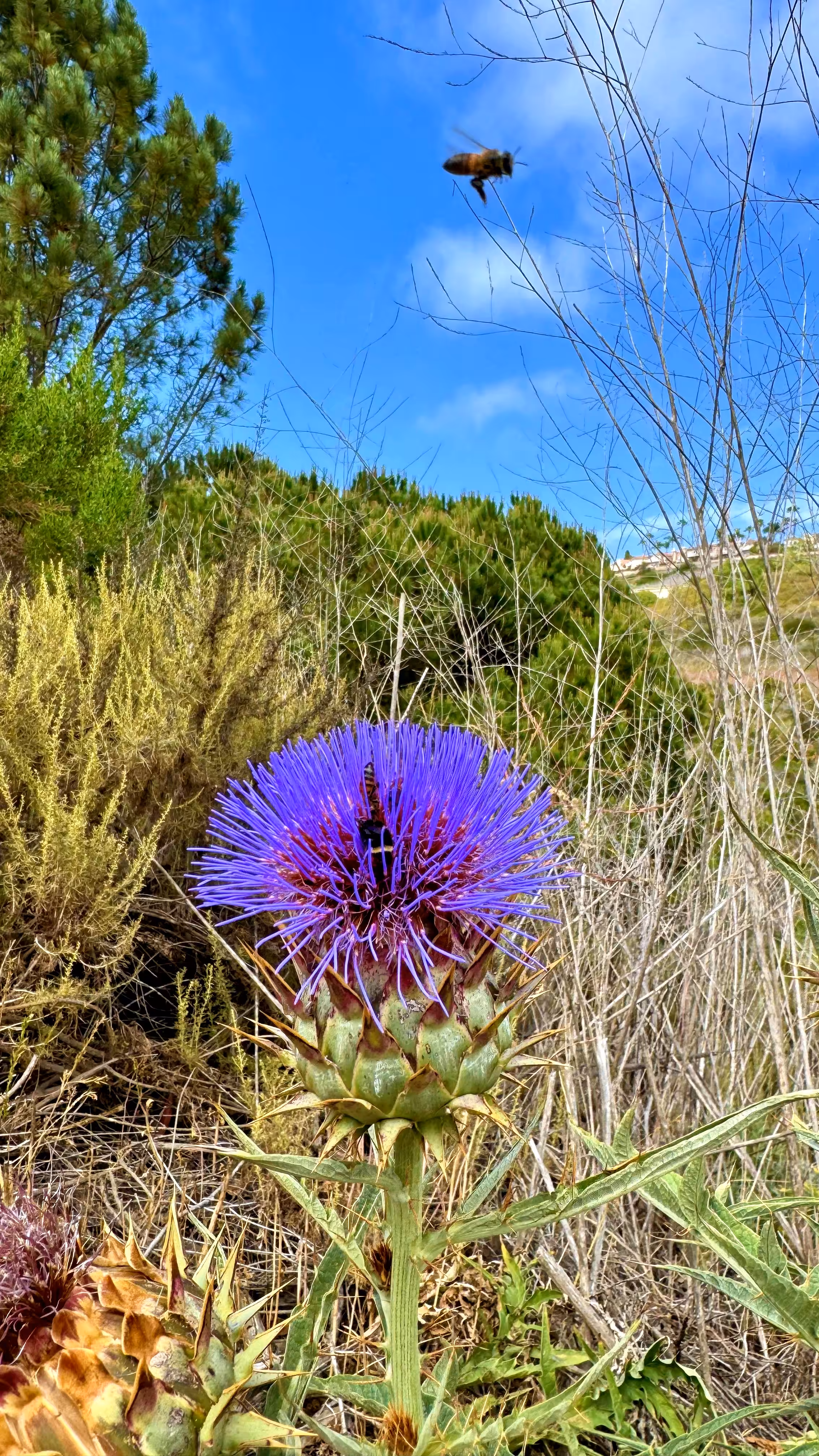 Where the Bee Knows the Way