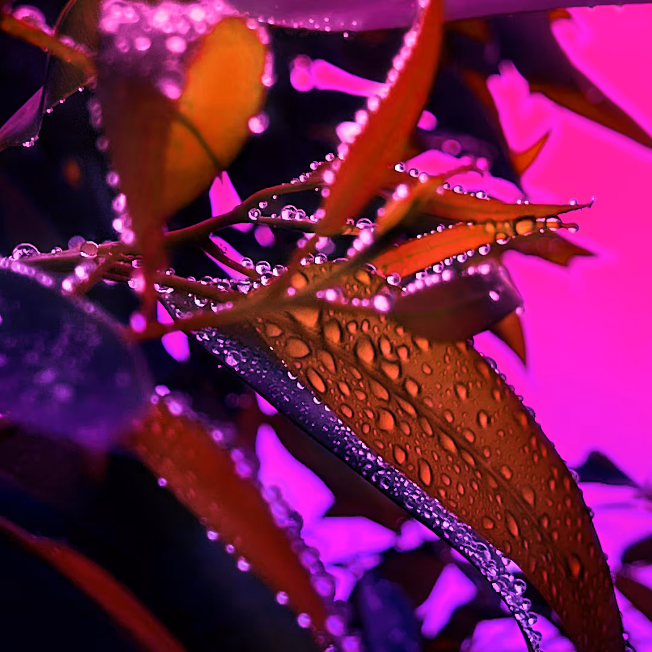 FACETS: Cleanse III