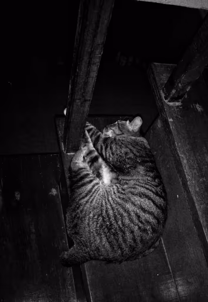  He's a stubborn cat
