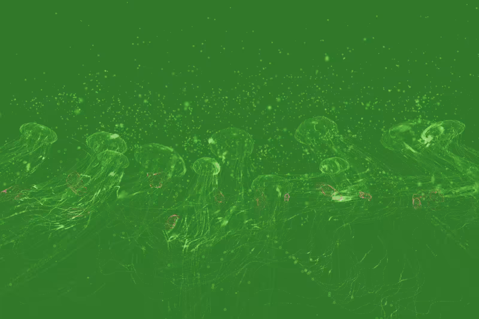 Turtle Vision #11