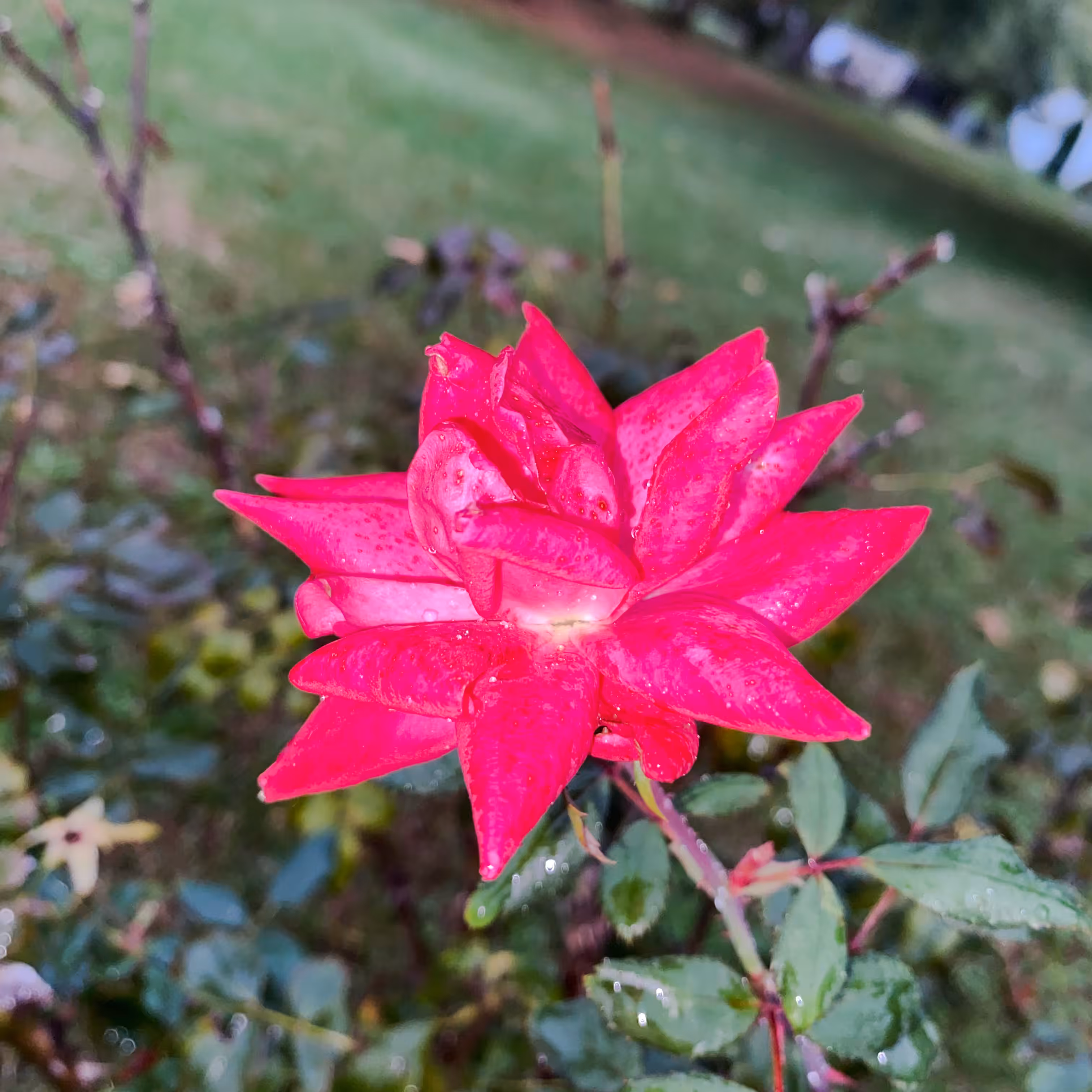 Rainbud 