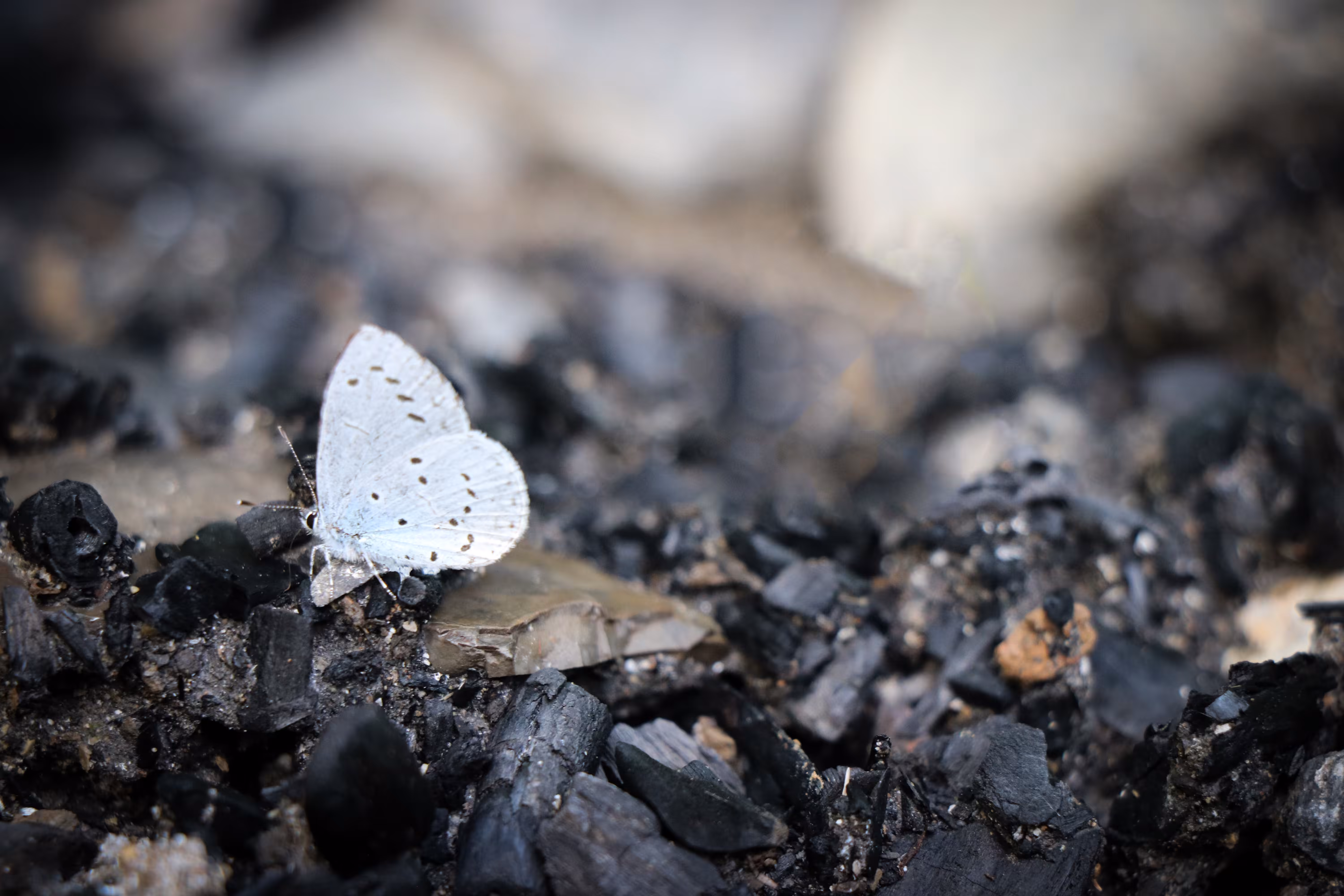 A butterfly looking for a flower