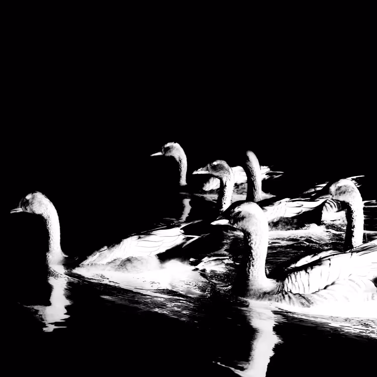 NEGATIVE #16
