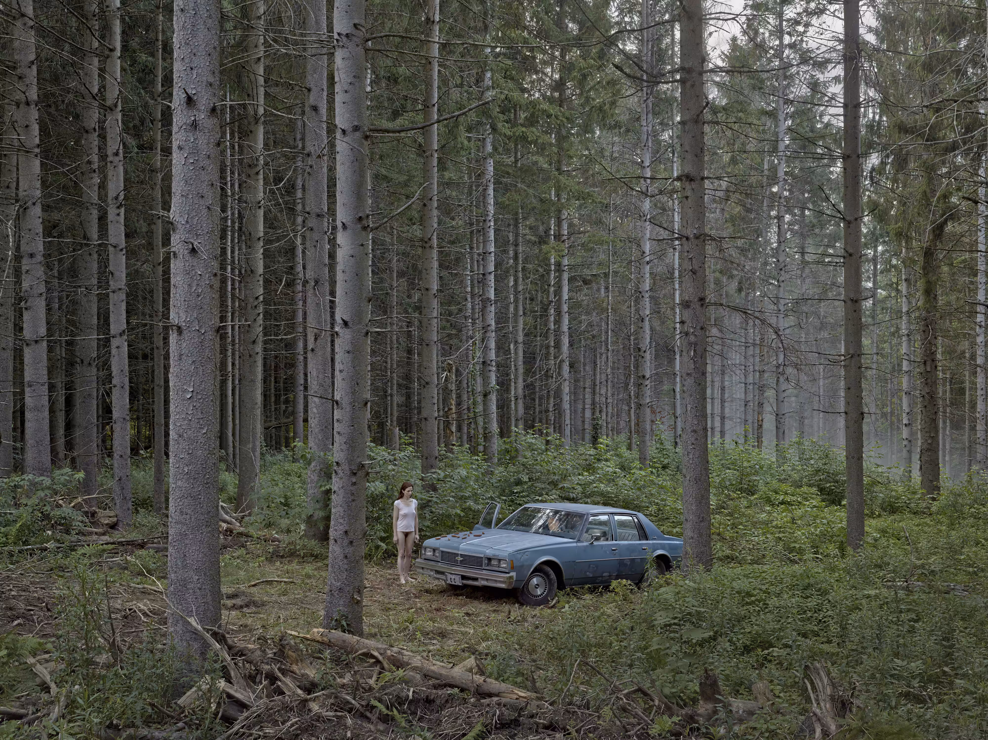 The Pine Forest, 2014