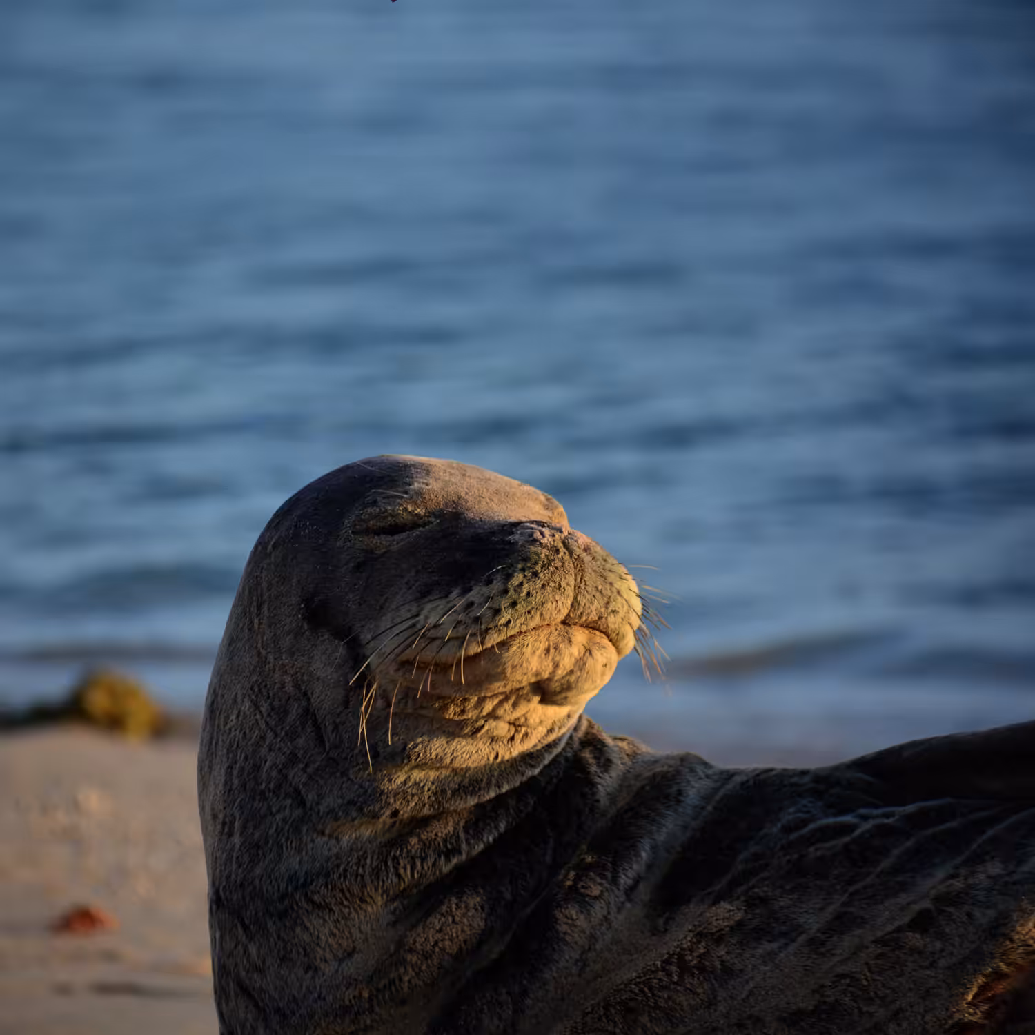 Seal The Memes