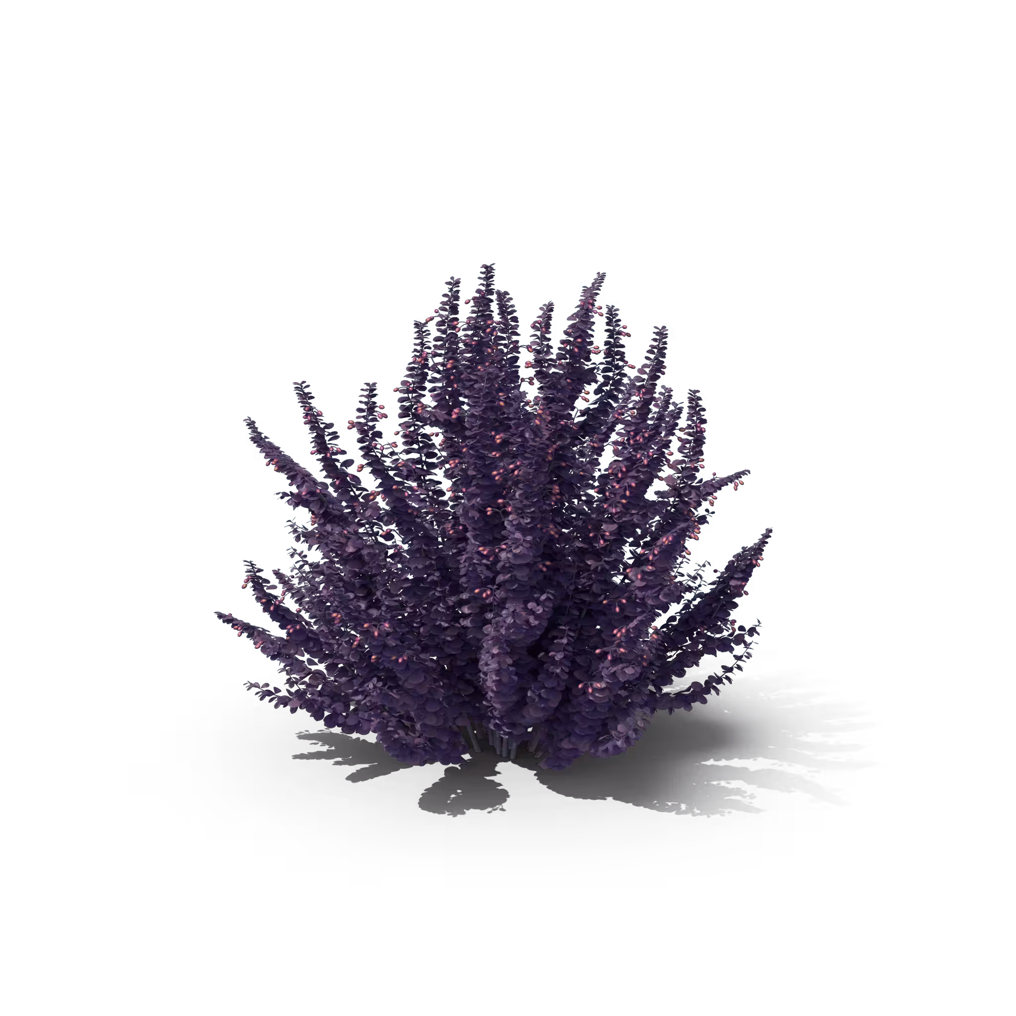 Your Tree I Barberry Violet