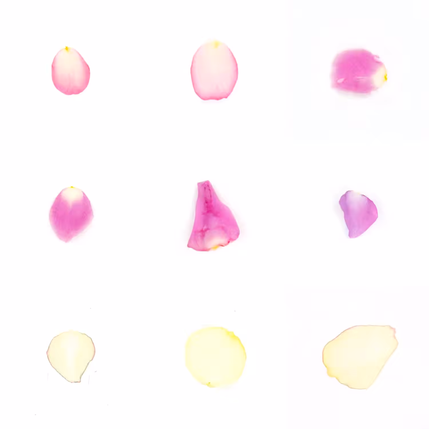 Infinite Petals 3x3#3230