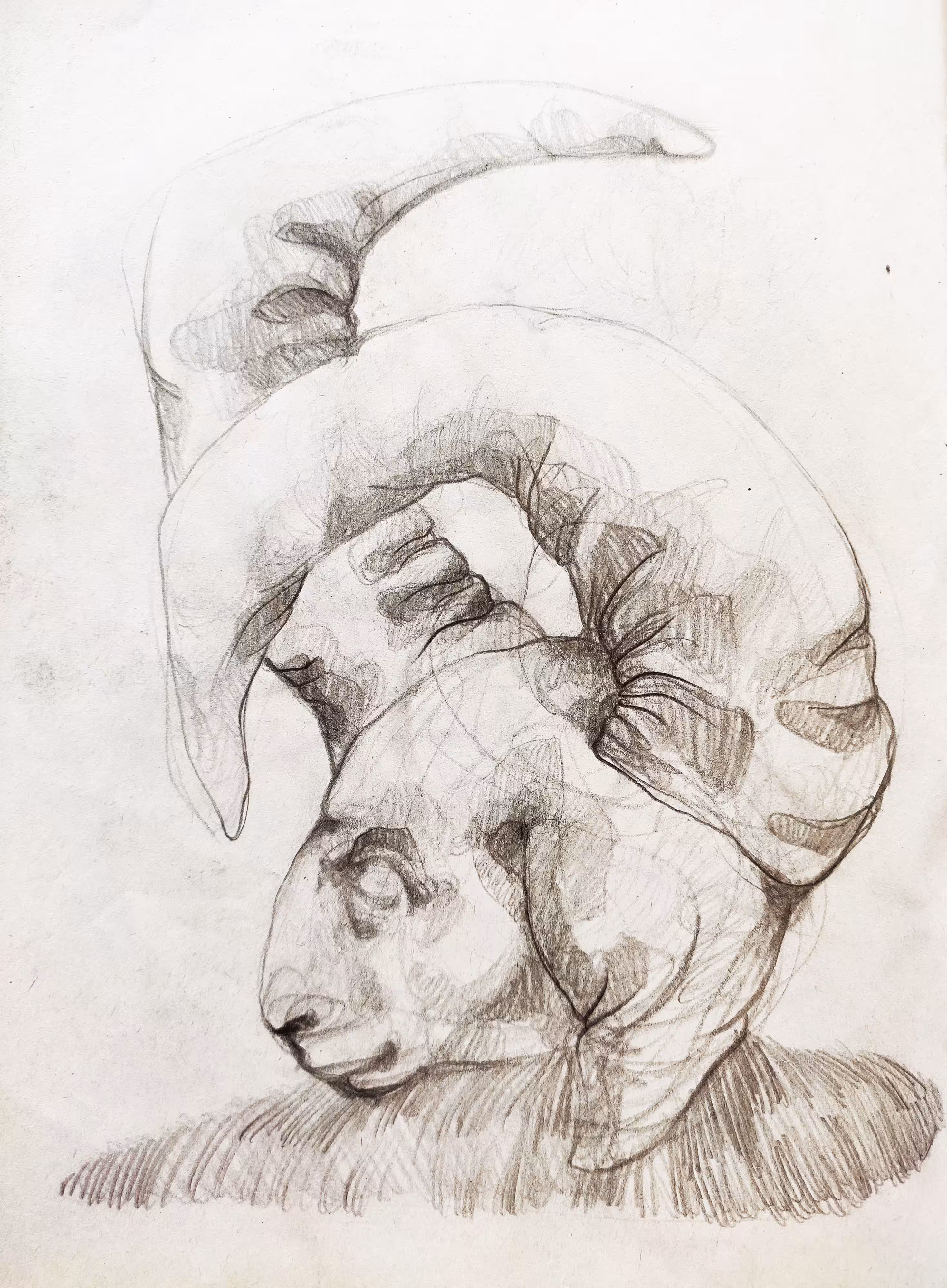 ram